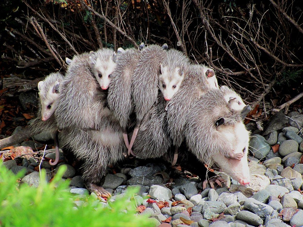 1024x768 Opossum