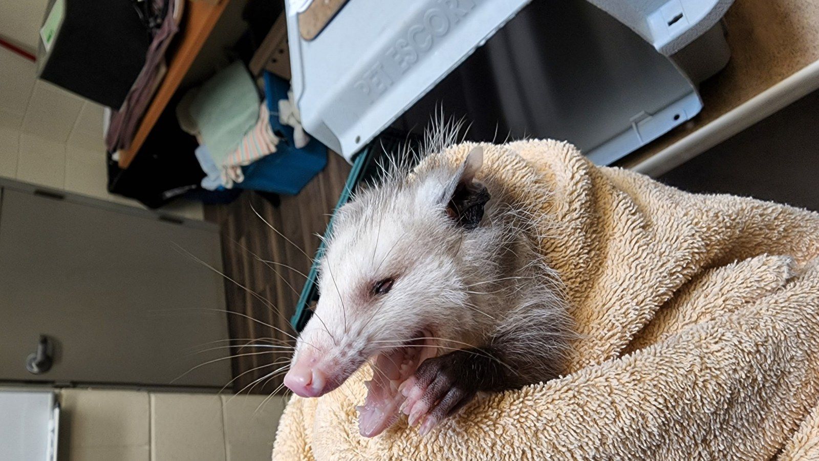 1600x900 Blind' Possum Born With 'Underdeveloped' Eyes Charms Rescuers, Internet