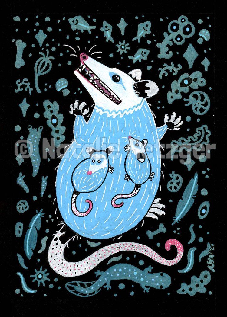 750x1050 Blue Opossum