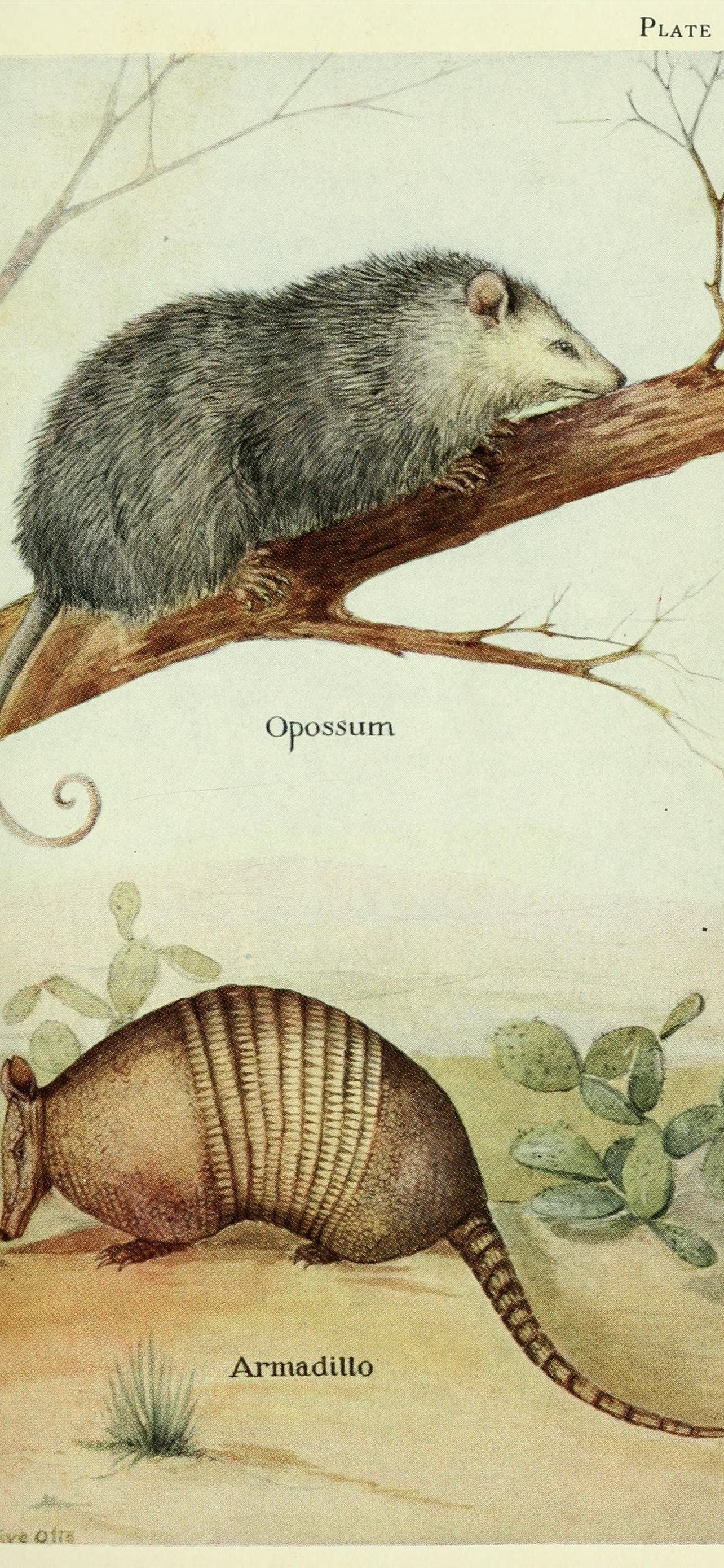 1284x2778 Best Armadillo iPhone HD Wallpaper