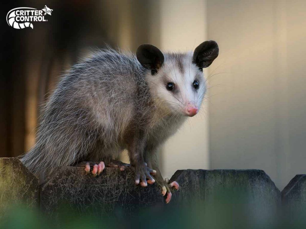 1024x768 What Are The Best Opossum Deterrents?. Critter Control Of Polk County