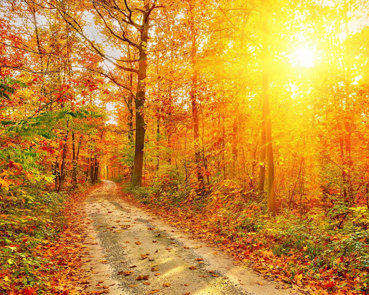 1280x1024 Picture Rays of light Foliage Nature Autumn Roads Forests Trees