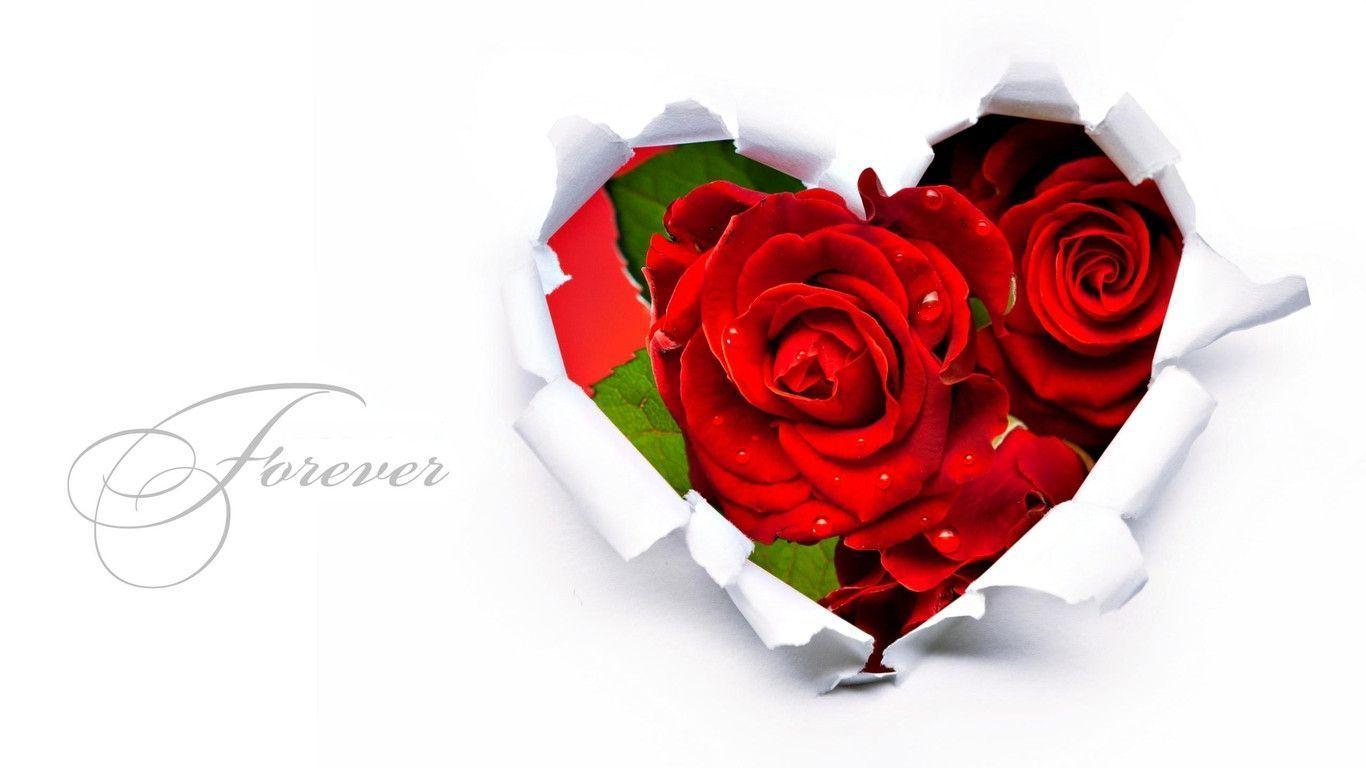 Love Flower Wallpapers Top Free Love Flower Backgrounds Wallpaperaccess