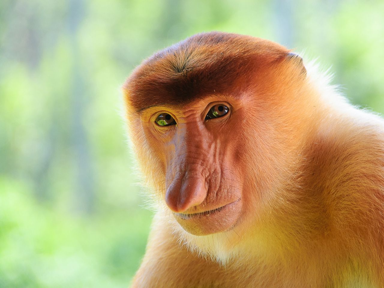 1280x960 Download wallpaper 1280x960 monkey, nose, muzzle standard 4:3 HD background