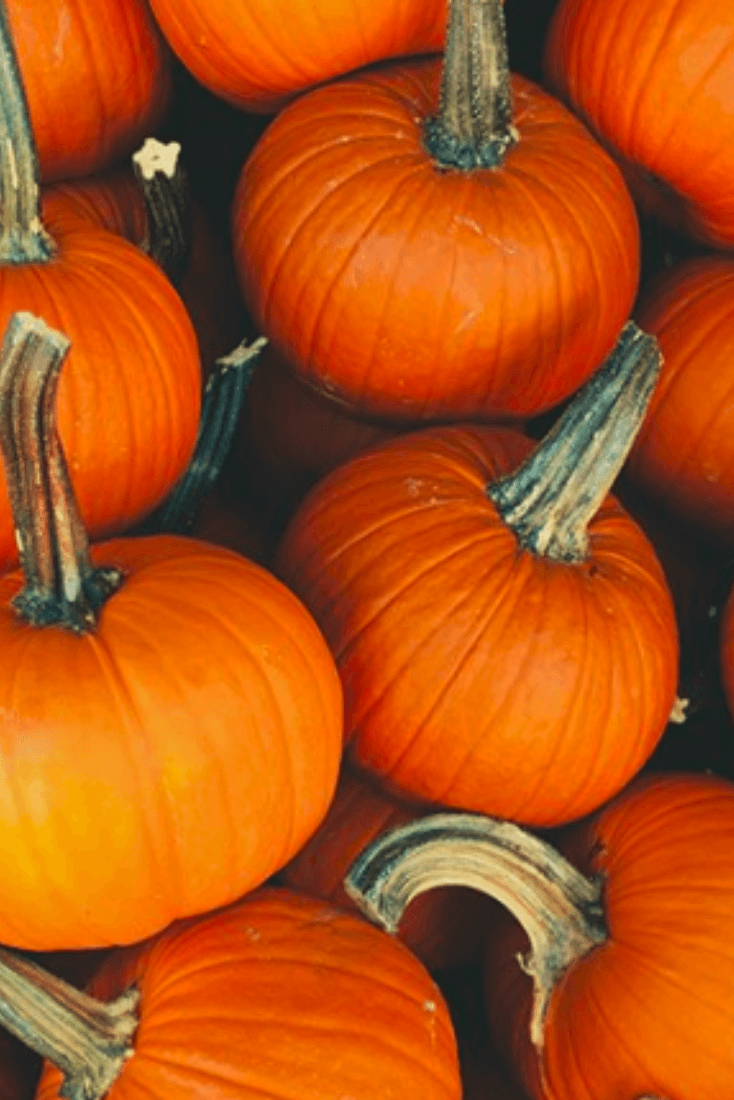 Autumn Pumpkin iPhone Wallpapers - Top Free Autumn Pumpkin iPhone ...