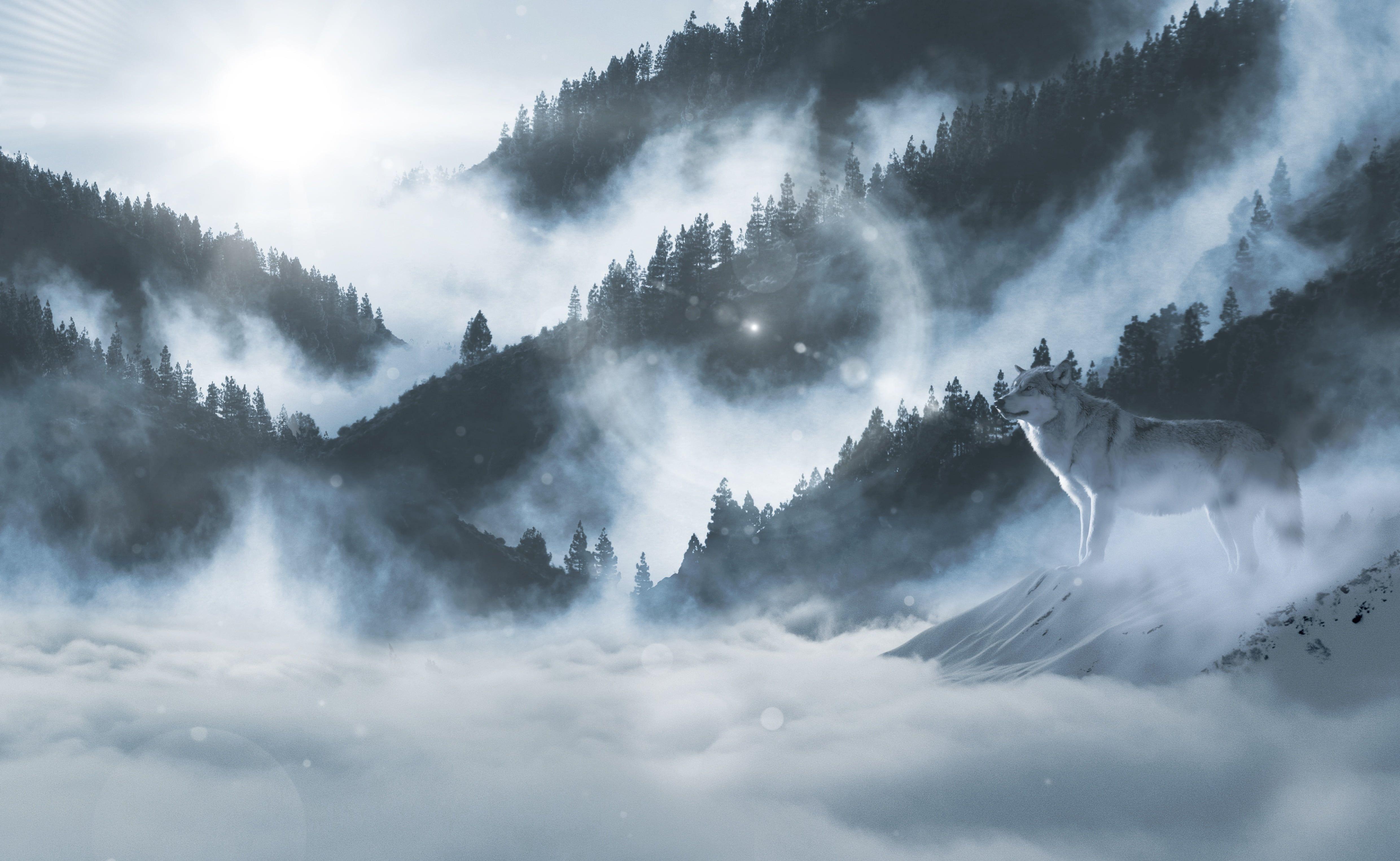 4961x3052 Alaskan Malamute standing at misty mountains during daytime HD