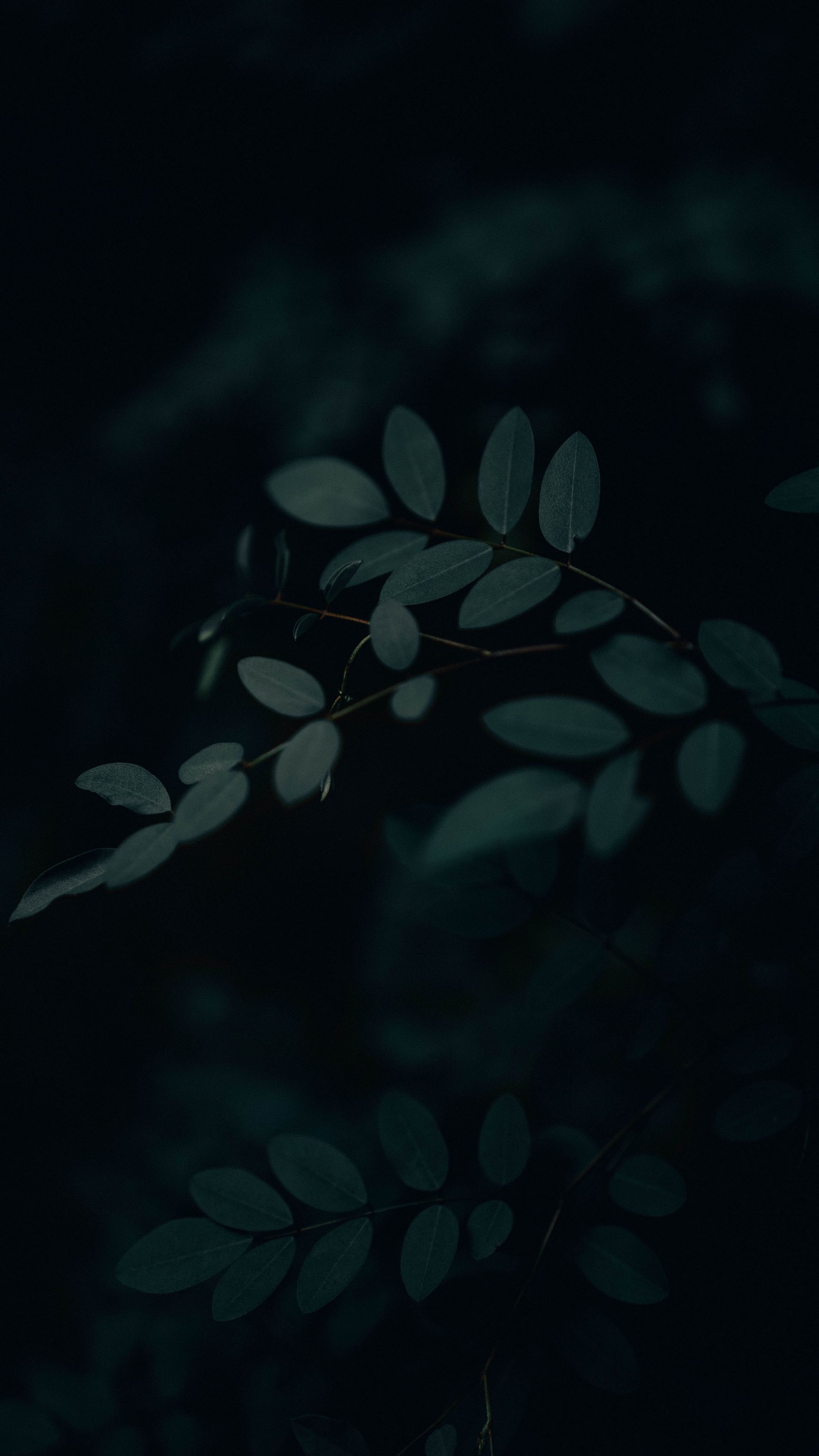 2160x3840 Download wallpaper 2160x3840 branch, leaves, dark, gloomy samsung galaxy s s note, sony xperia z, z z z htc one, lenovo vibe HD background