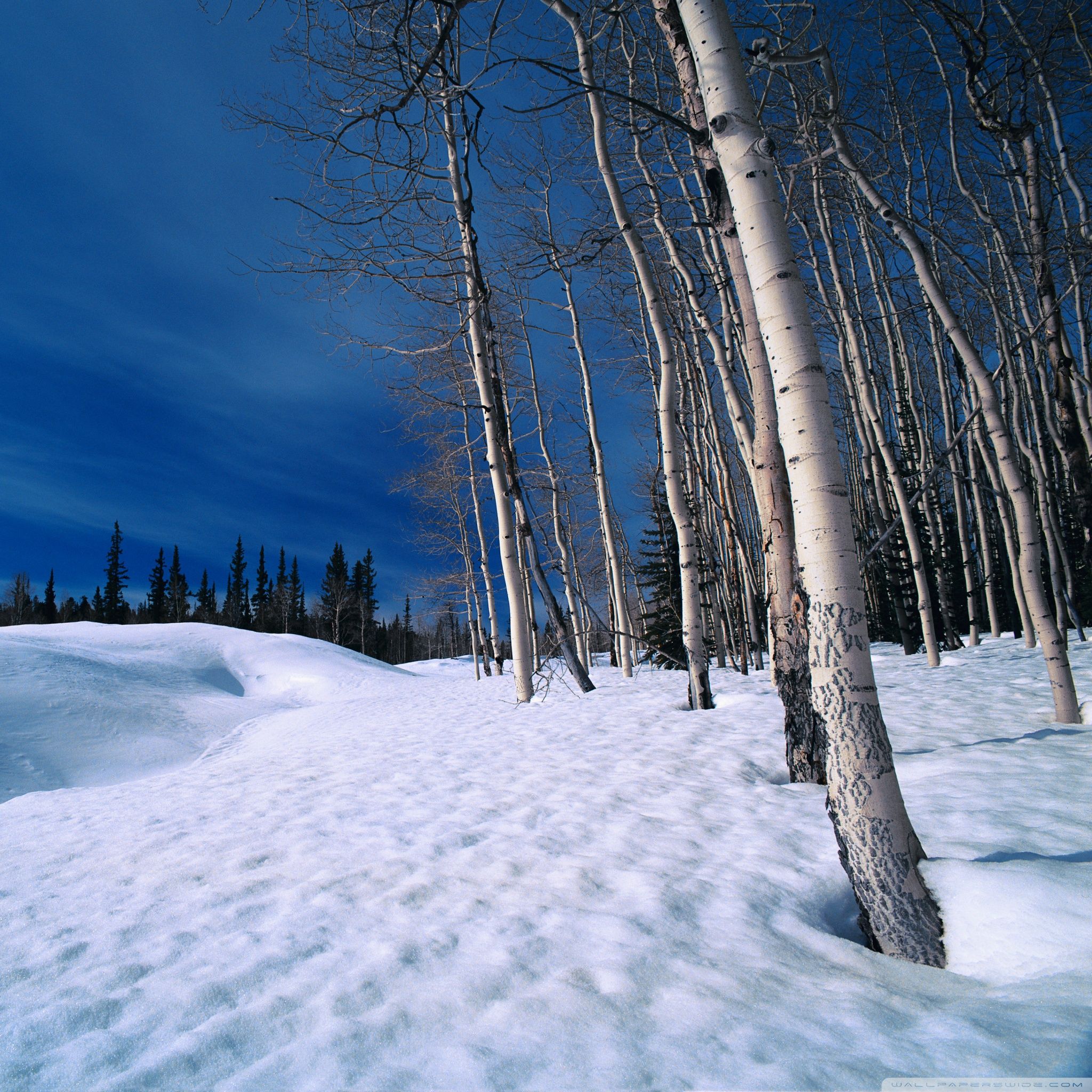 2048x2048 Free download Winter Bleak Scene iPad Air Wallpaper Download iPhone Wallpaper [2048x2048] for your Desktop, Mobile & Tablet. Explore iPad Wallpaper Winter. Winter Background, Winter Wallpaper for iPad, Free