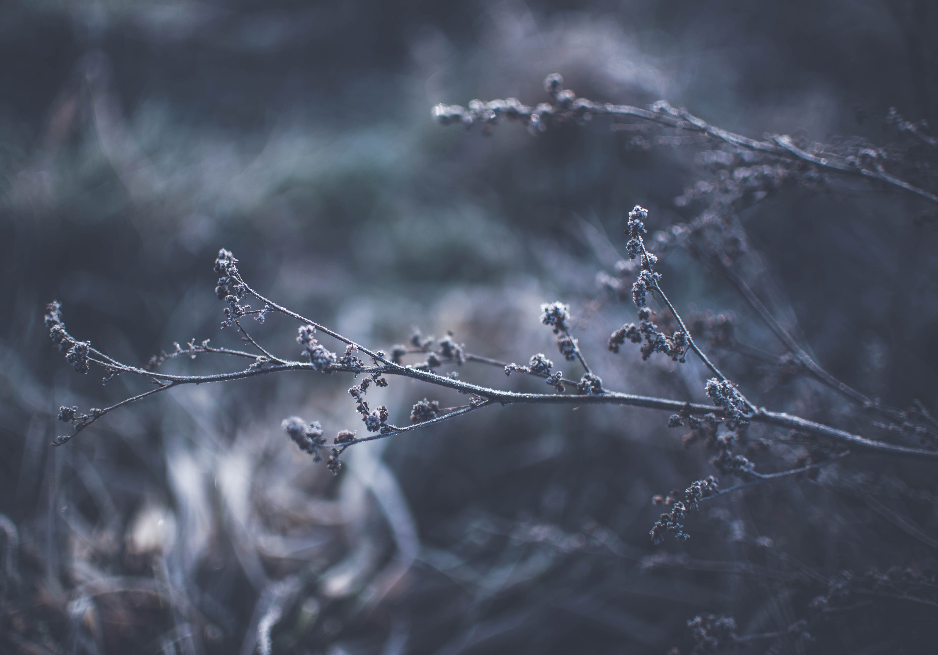 3772x2634 Wallpaper / a bleak shot of frozen brown tree branches, frozen branches 4k wallpaper free download