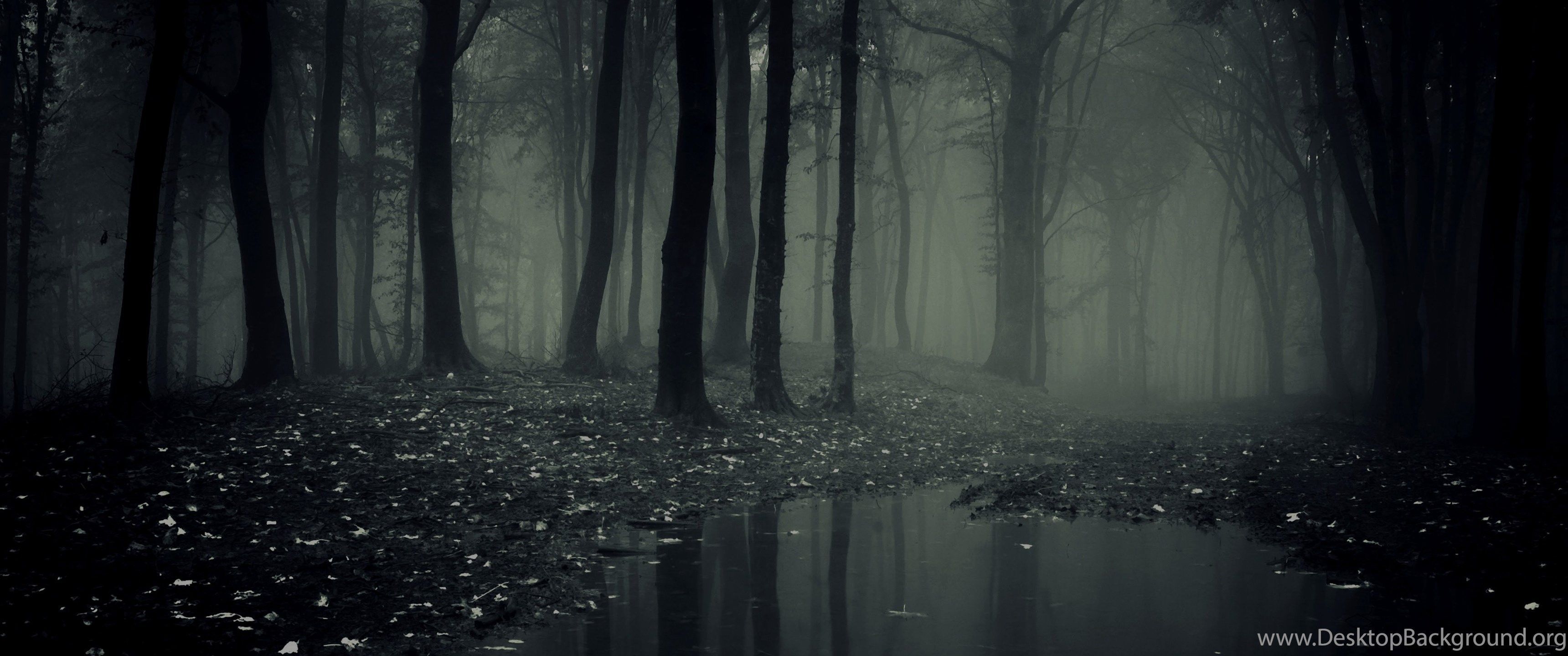 3440x1440 4k Ultrawide Forest Wallpaper