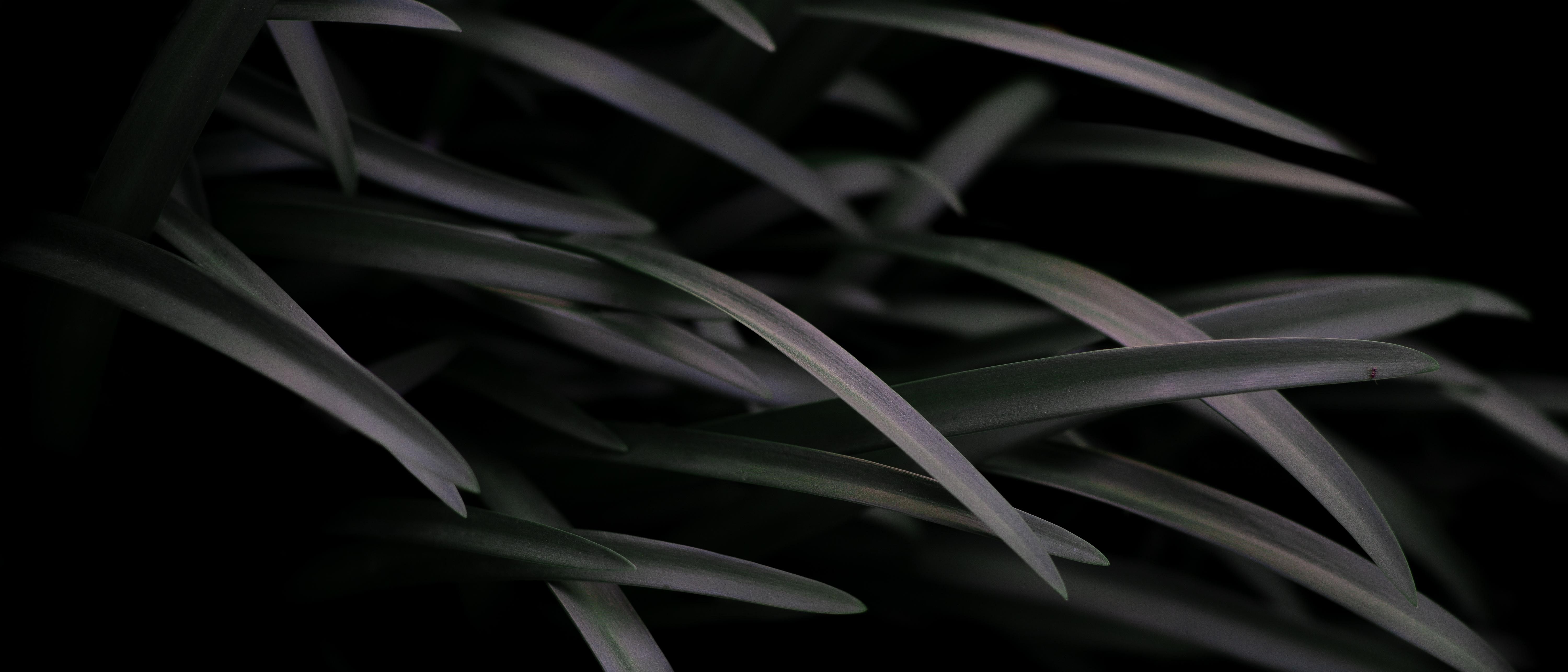 5999x2571 4K, Grass, Ultra Wide, Plants, Ultrawide, Photography Gallery HD Wallpaper