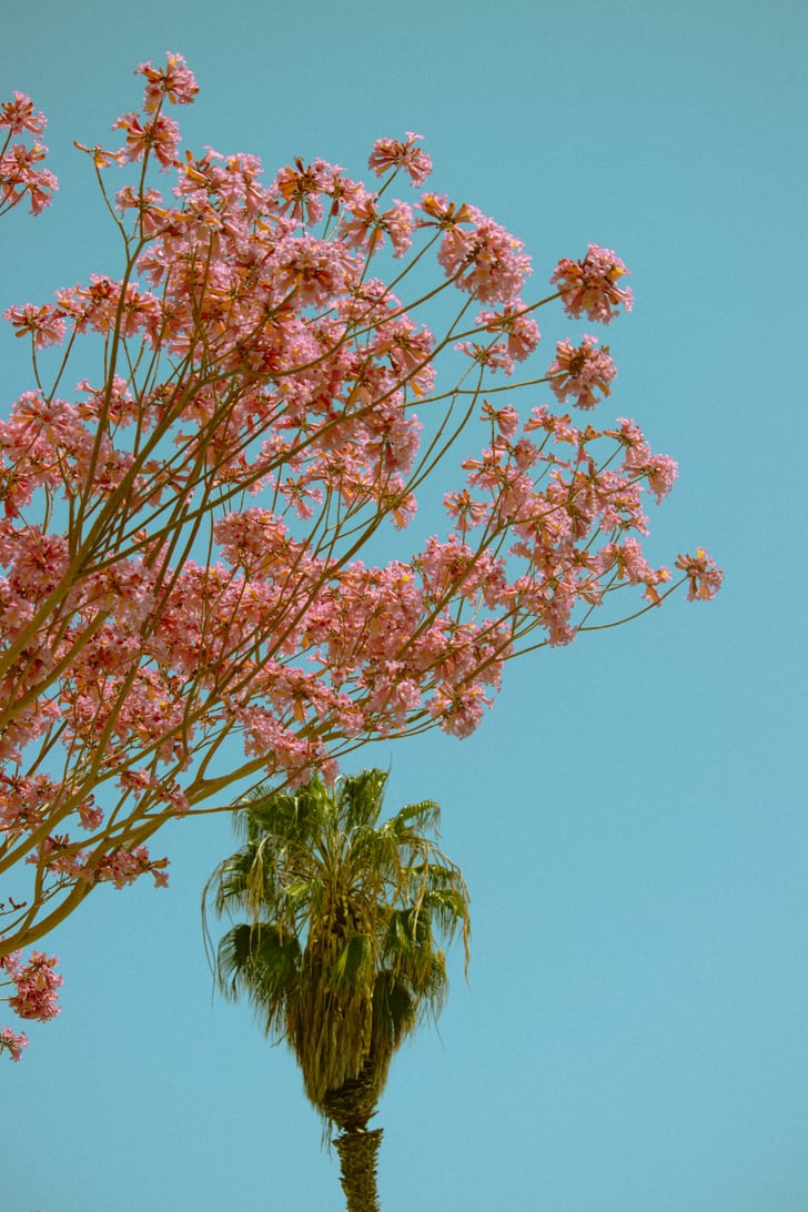 728x1092 Best iOS 14 Summer Wallpaper For Your Home Screen Aesthetic