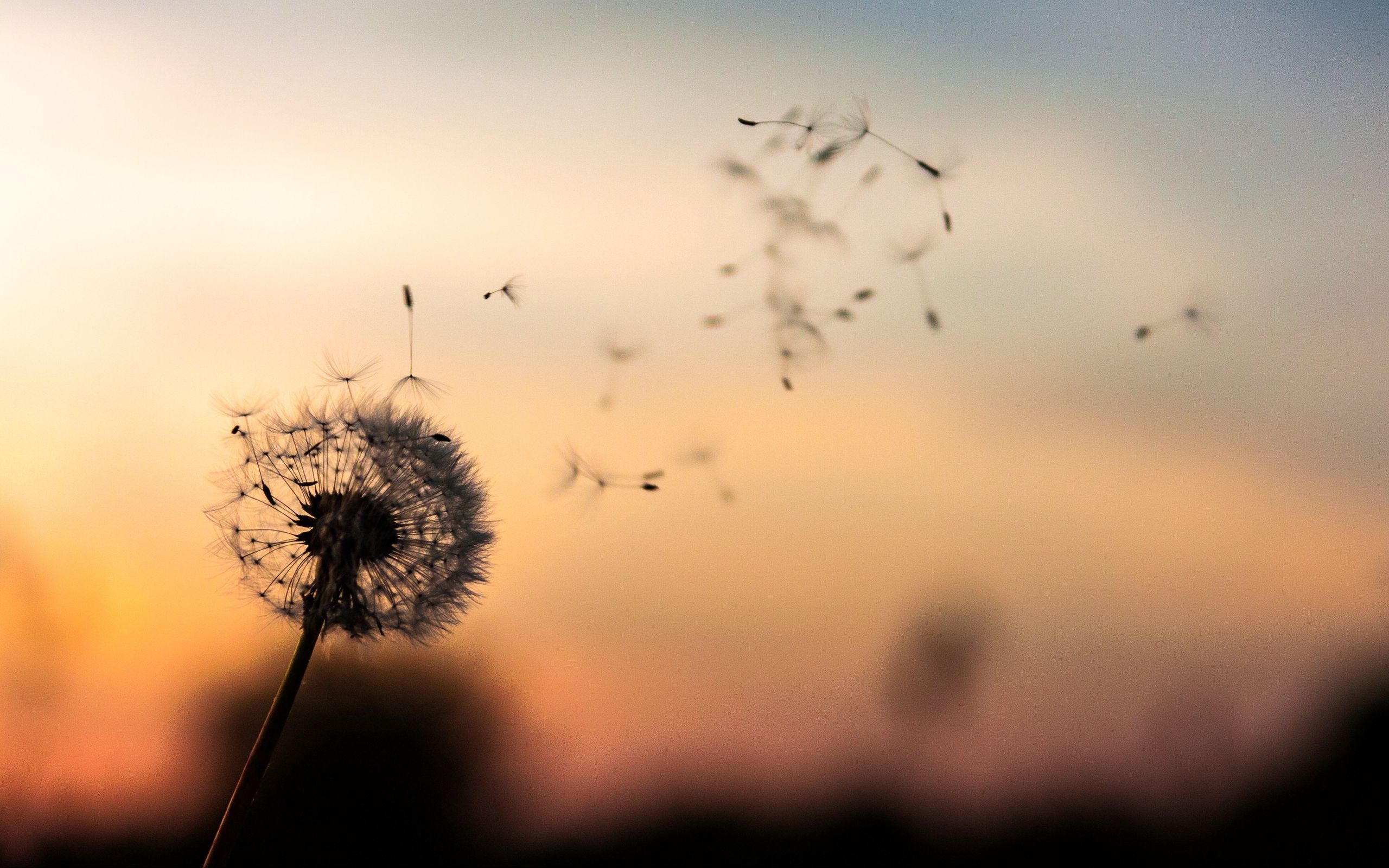 2560x1600 Download wallpaper 2560x1600 dandelion, down, blur widescreen 16:10 HD background