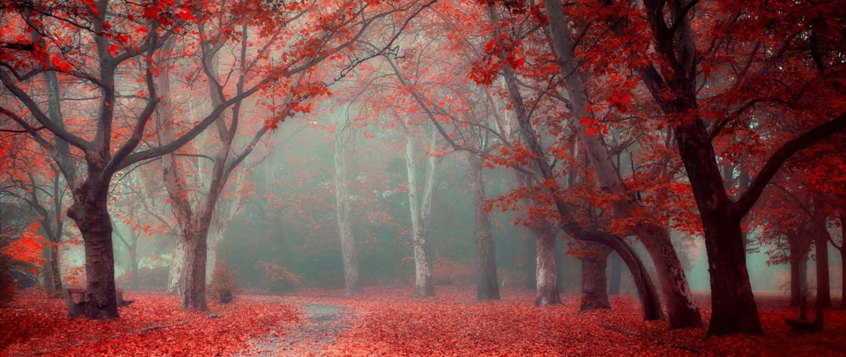 1659x700 Download Magical Scene Of Trees Red Ultra Wide HD Wallpaper