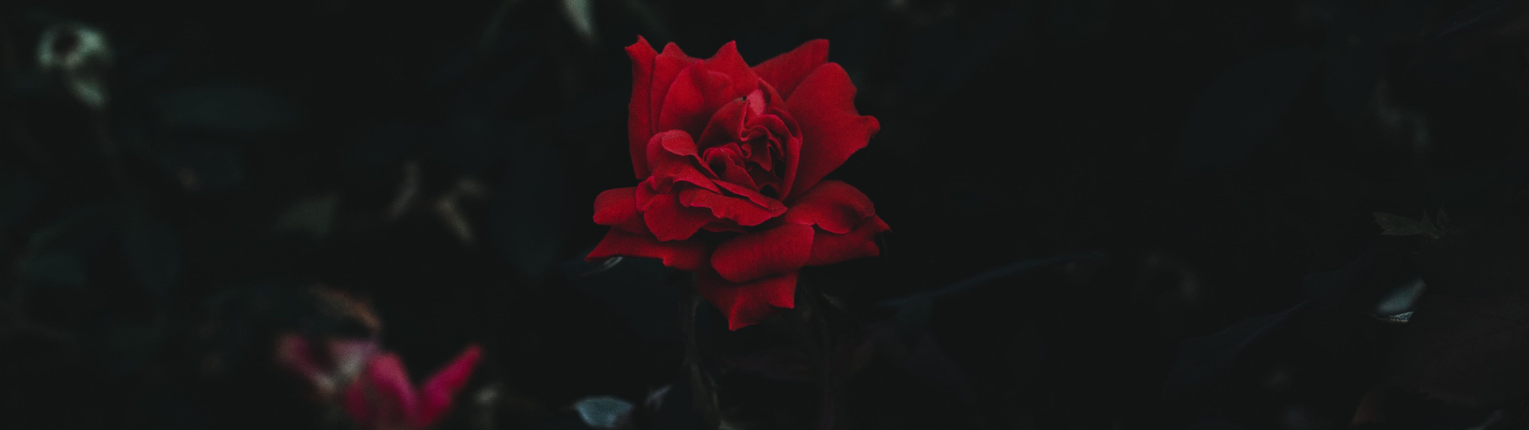 5120x1440 HD wallpaper: ultrawide, rose, nature. Castle painting, Digital wallpaper, Nature wallpaper