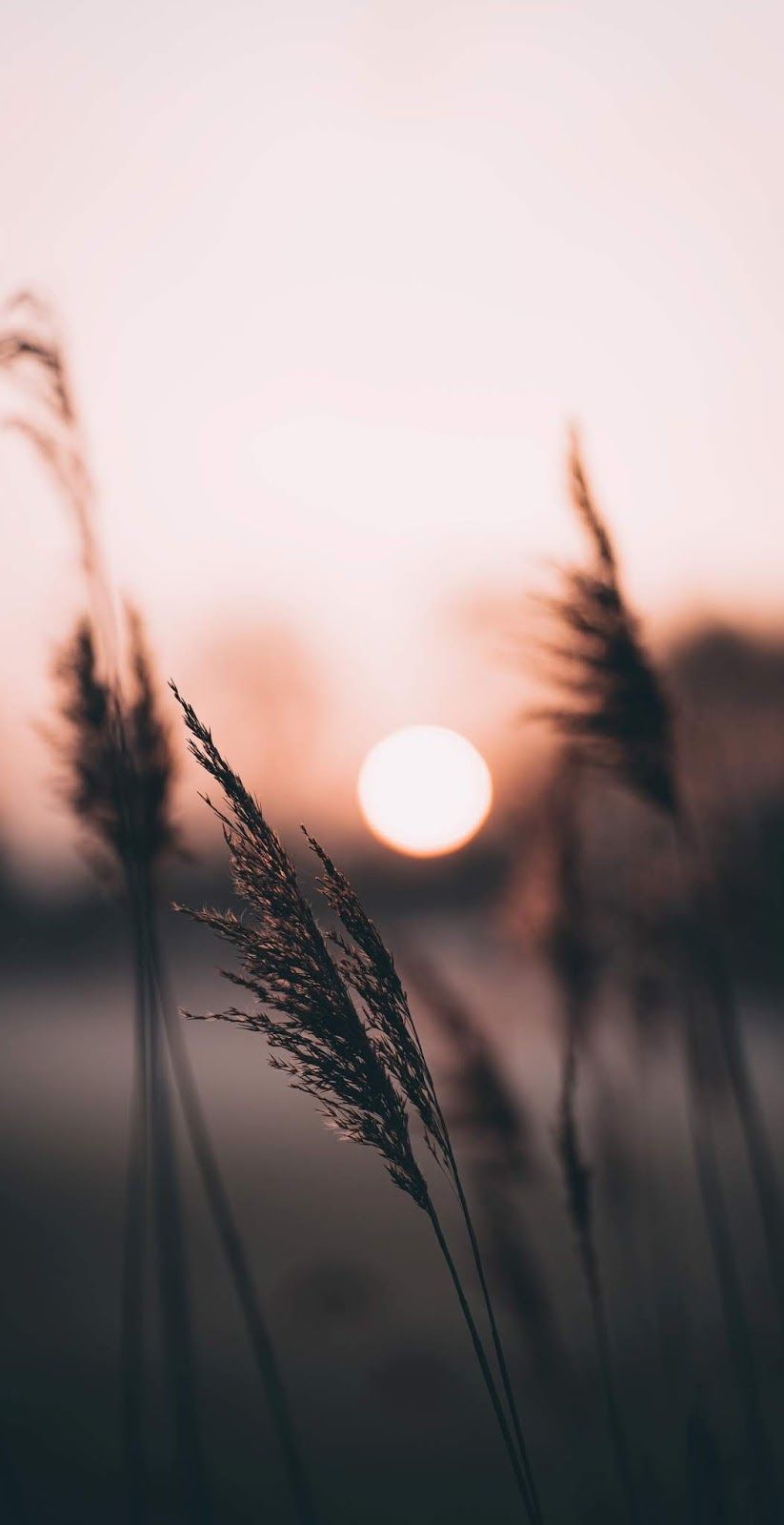 IQOO 3 Wallpapers - Top Free IQOO 3 Backgrounds - WallpaperAccess