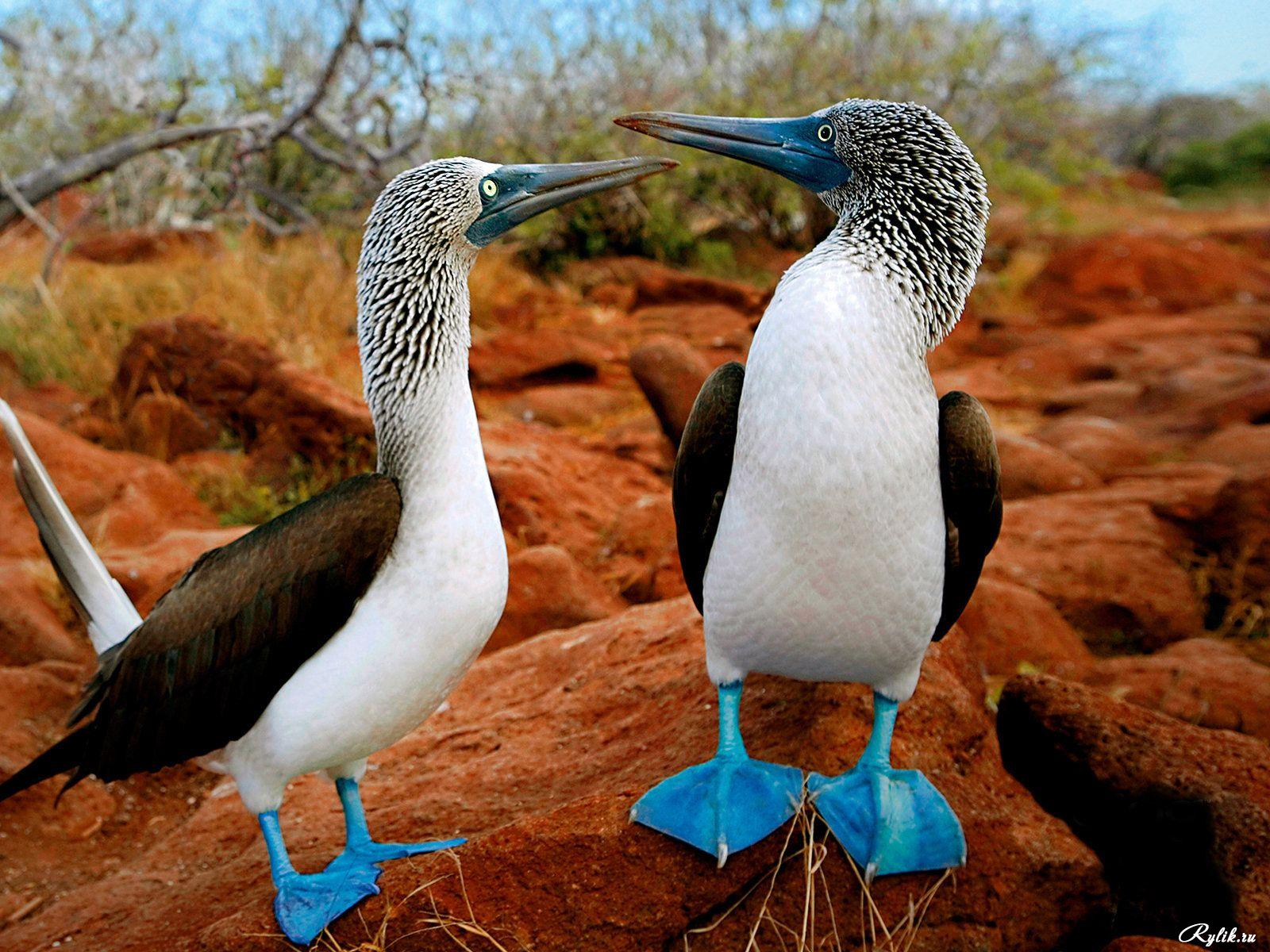 1600x1200 Download Blue Footed Booby wallpaper for mobile phone, free Blue Footed Booby HD picture