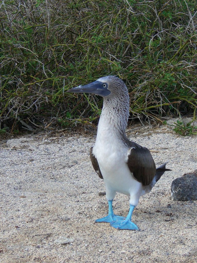 768x1024 Booby Wallpaper