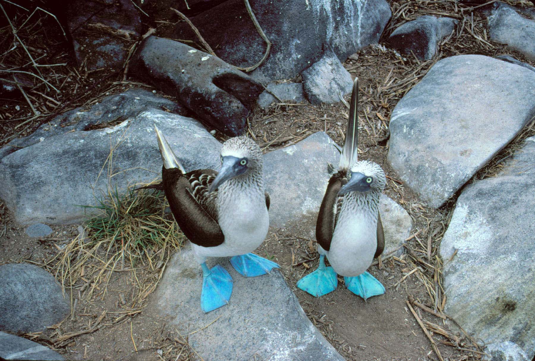 1800x1216 Download Blue Footed Booby wallpaper for mobile phone, free Blue Footed Booby HD picture