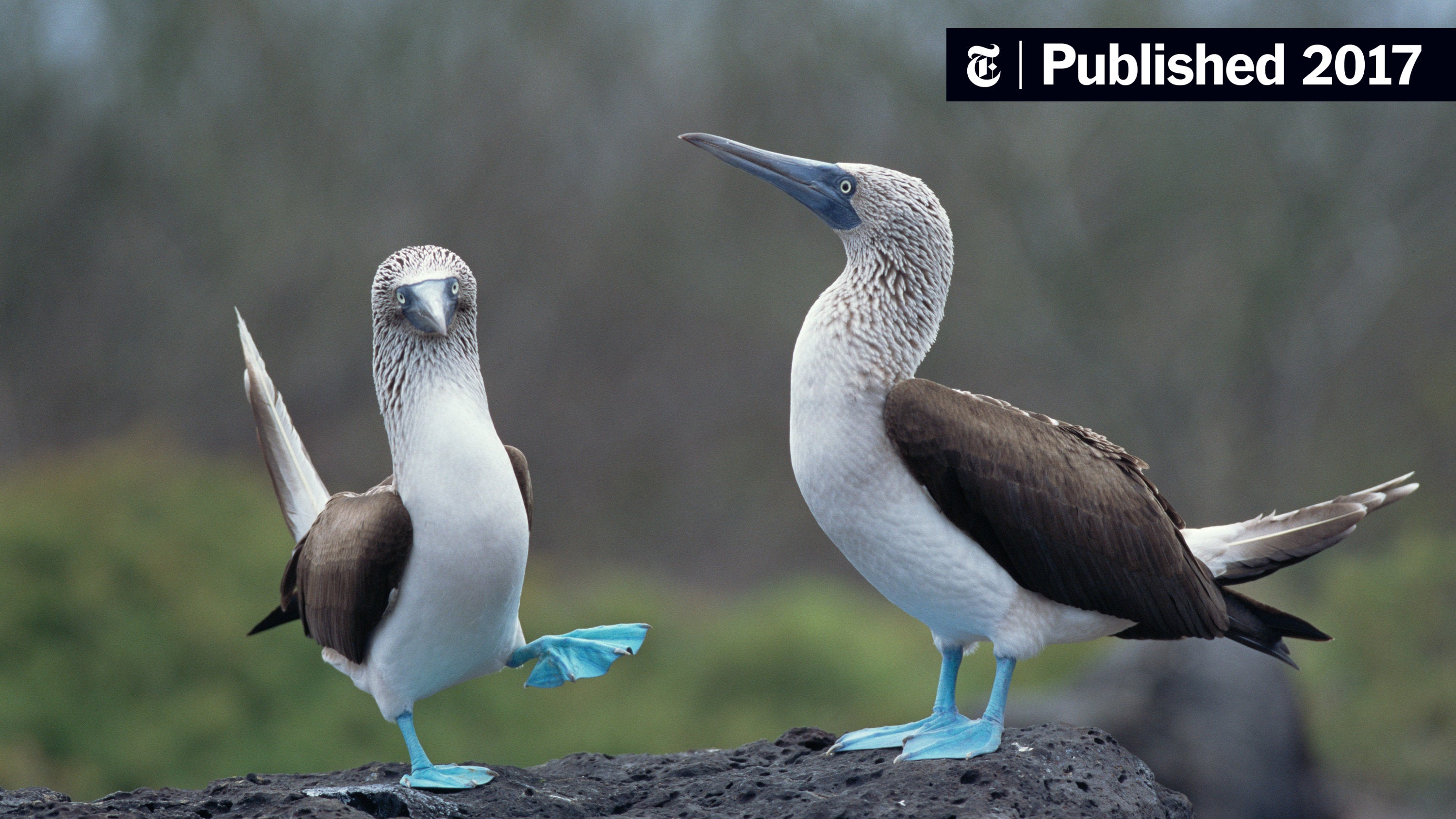 3000x1688 On Galápagos, Revealing The Blue Footed Booby's True Colors