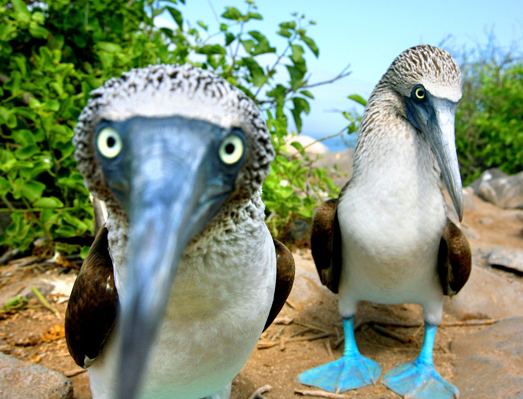 1778x1355 Questions For: 'On Galápagos, Revealing The Blue Footed Booby's True Colors'
