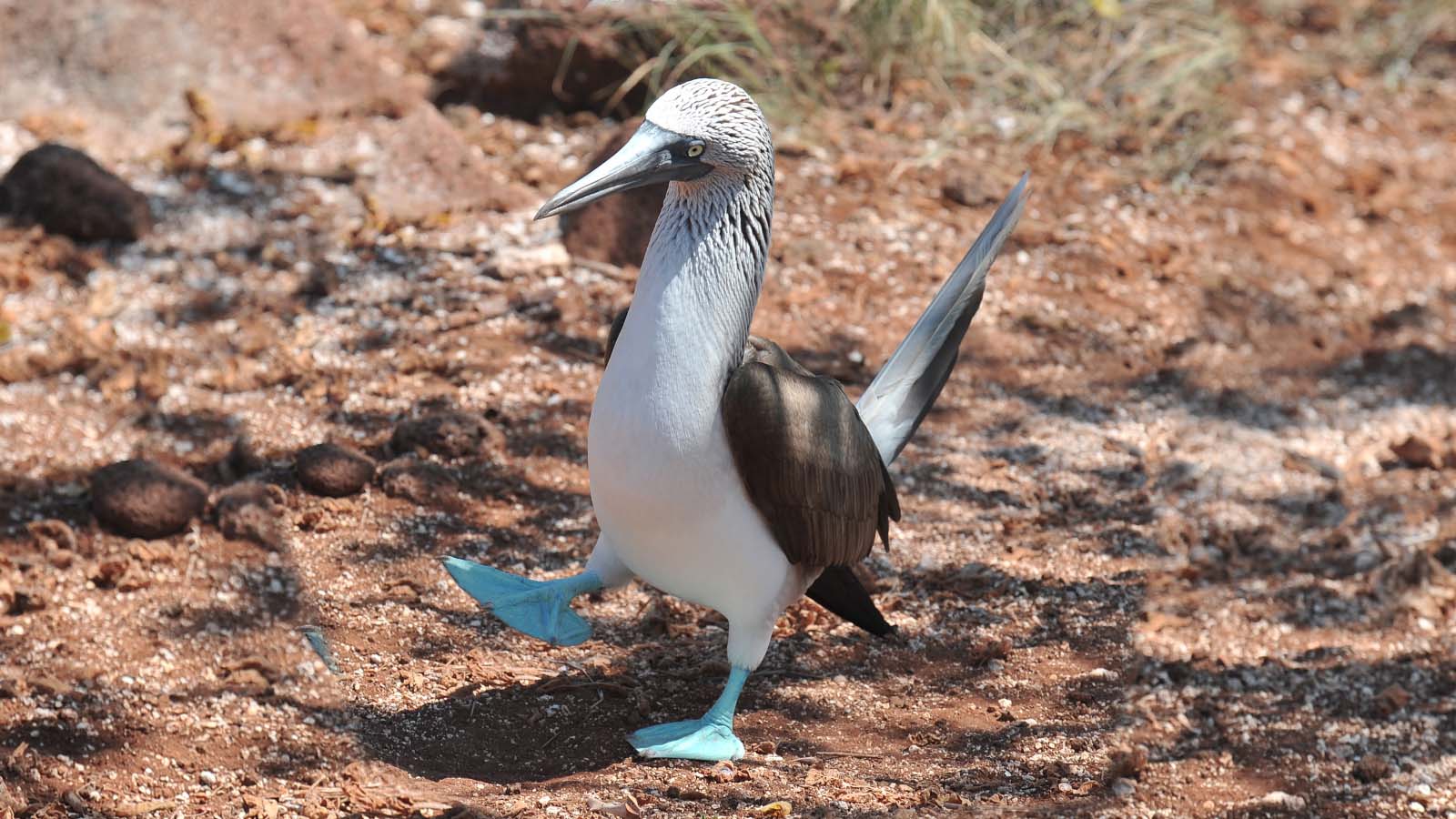 1600x900 The Blue Footed Booby Dance Gets The Girl Every Time