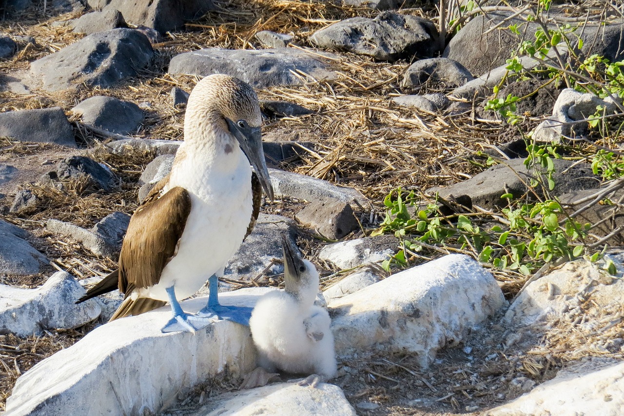 1280x853 Free Blue Footed Booby & Galapagos Image