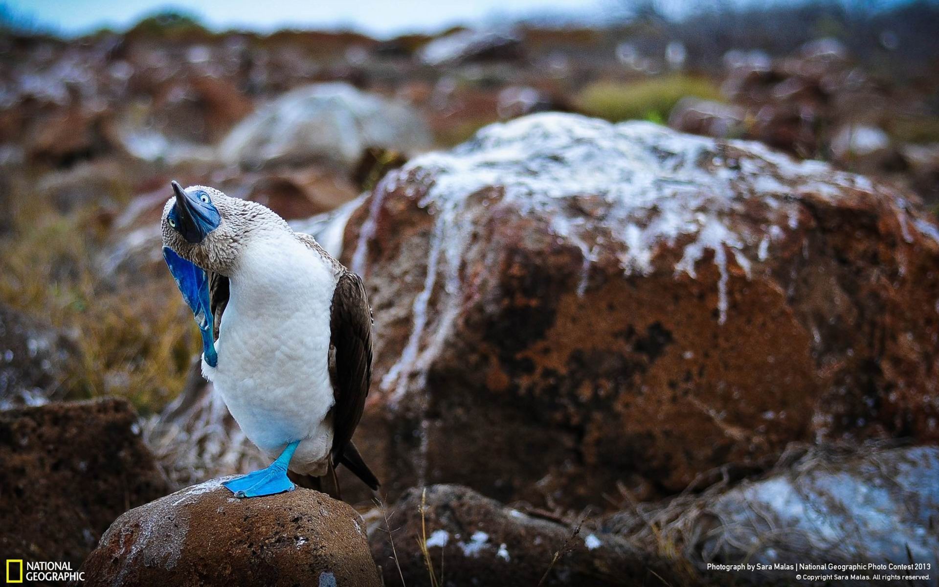 1920x1200 The Booby Dance National Geographic Wallpaper