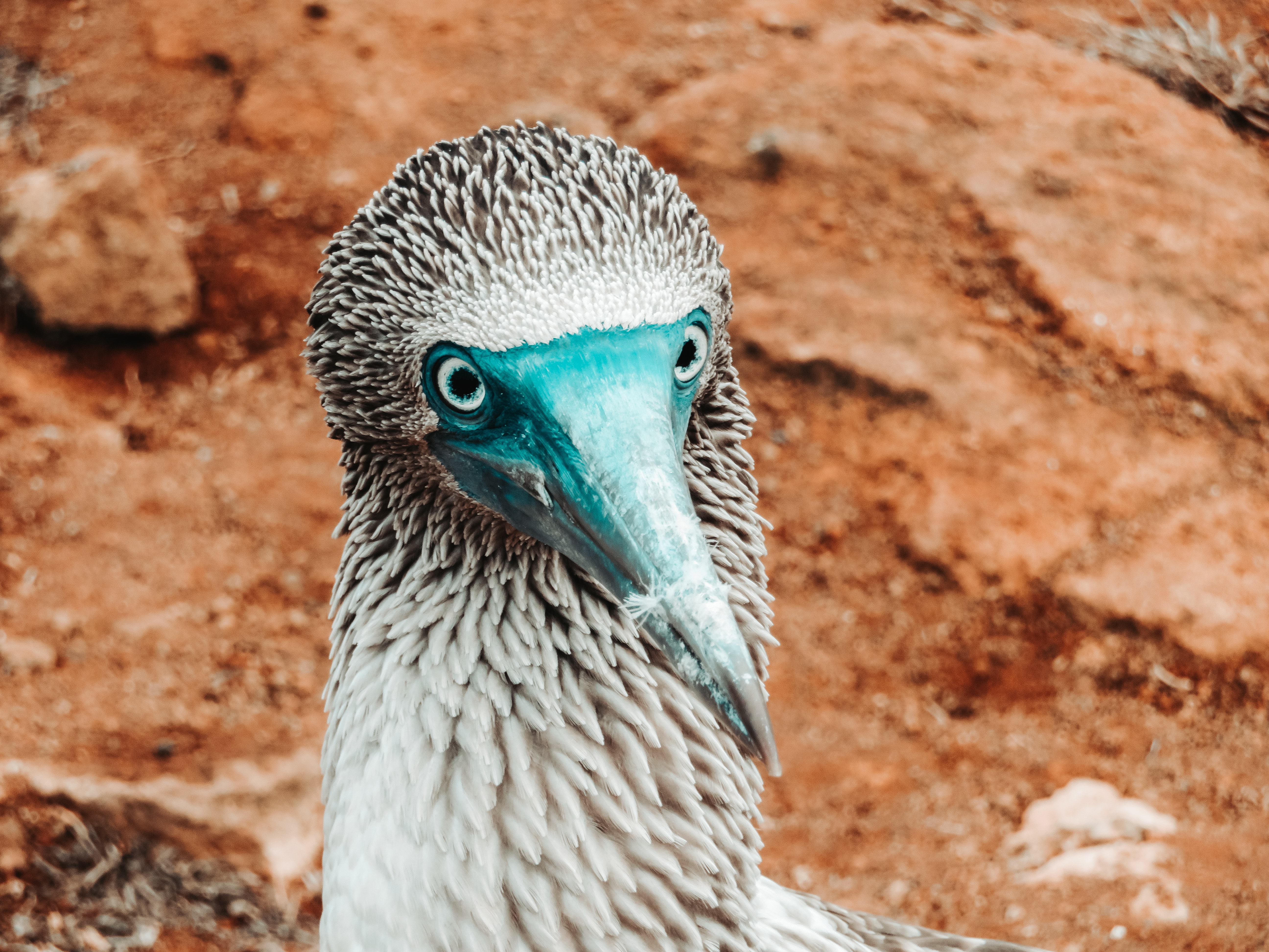 5184x3888 Blue Footed Booby Photo, Download The BEST Free Blue Footed Booby & HD Image