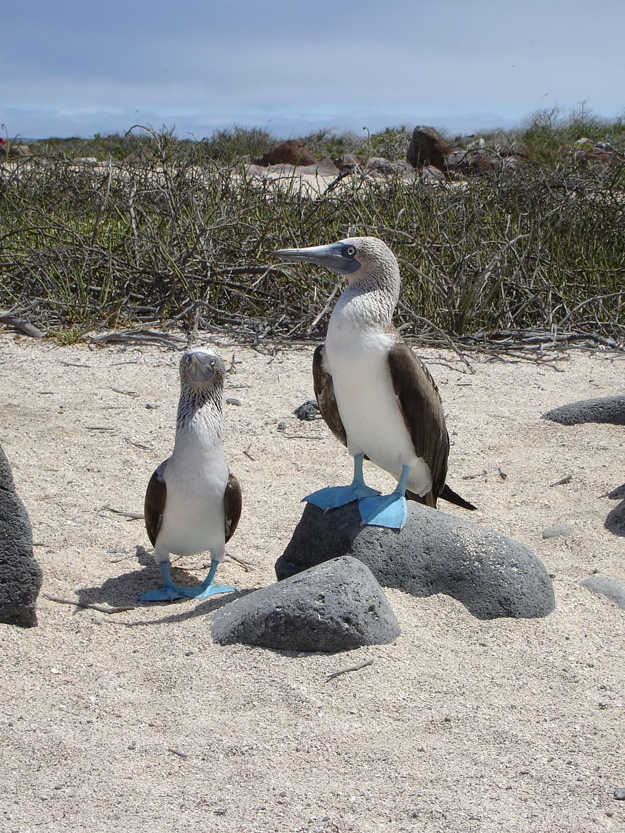 910x1213 HD Wallpaper: Blue Footed Booby, Galapagos, Wildlife, Ecuador, Blue Footed