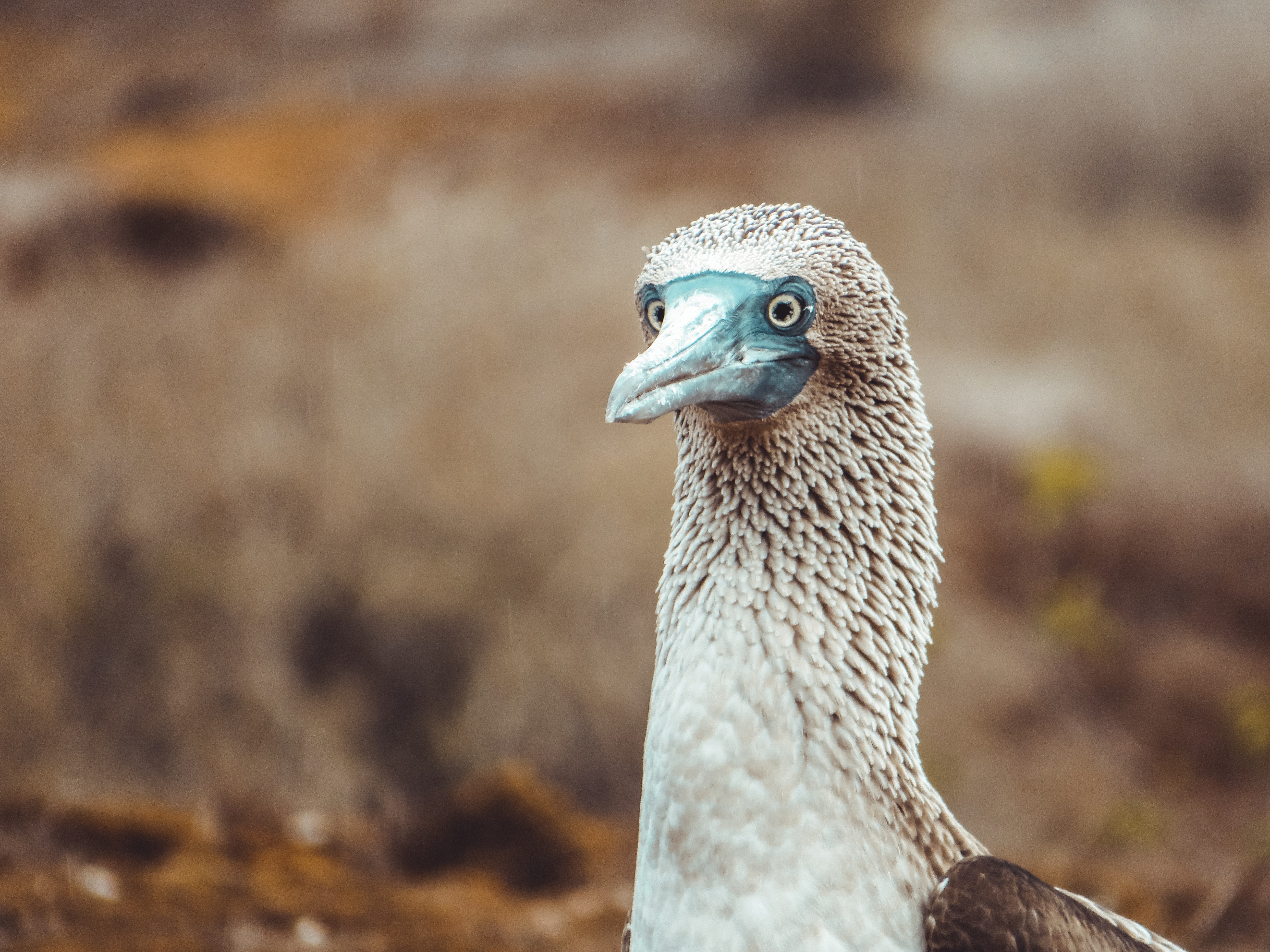 5184x3888 Blue Footed Booby Photo, Download The BEST Free Blue Footed Booby & HD Image