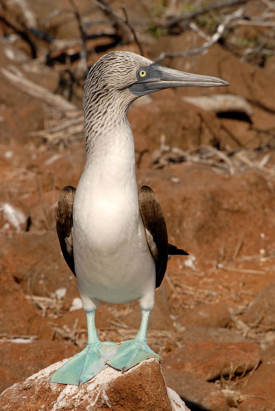 910x1359 Royalty Free Blue Footed Booby Photo Free Download