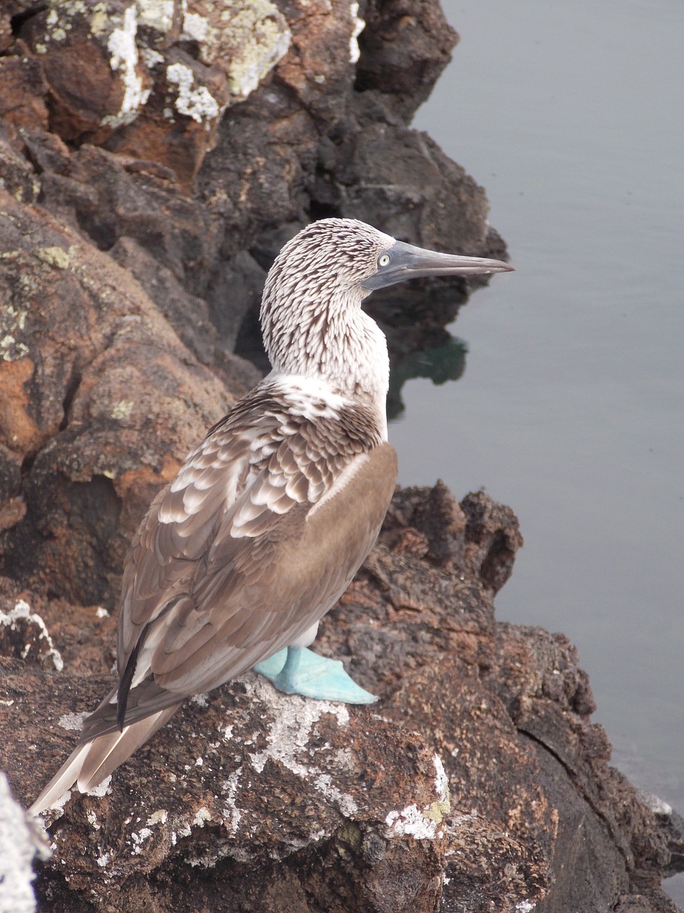 960x1280 Free Blue Footed Booby & Galapagos Image