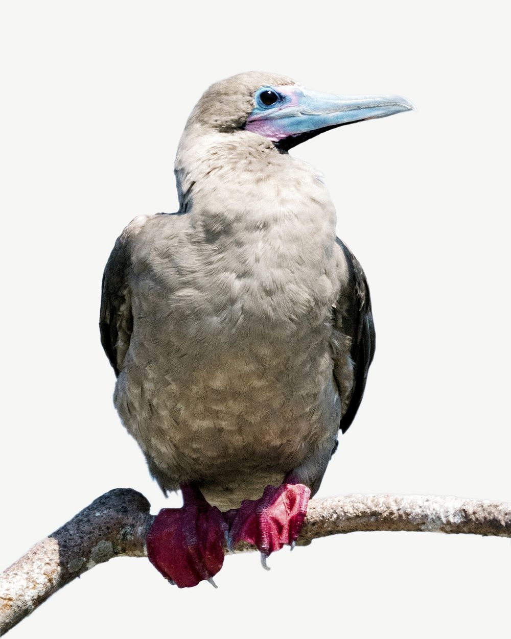 1000x1251 Blue Footed Booby Image Wallpaper