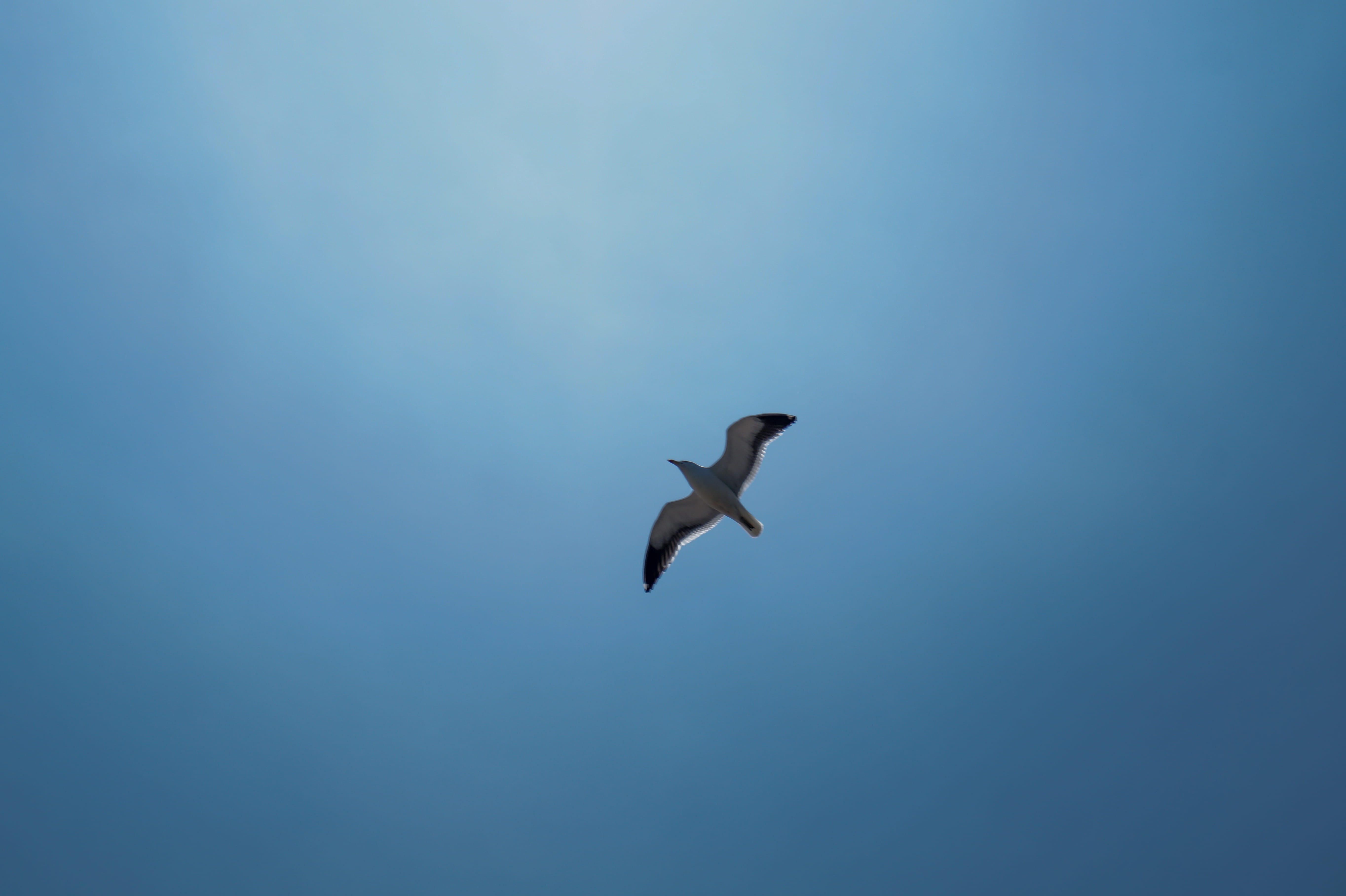 5456x3632 booby 1080P, 2k, 4k Full HD Wallpaper, Background Free Download