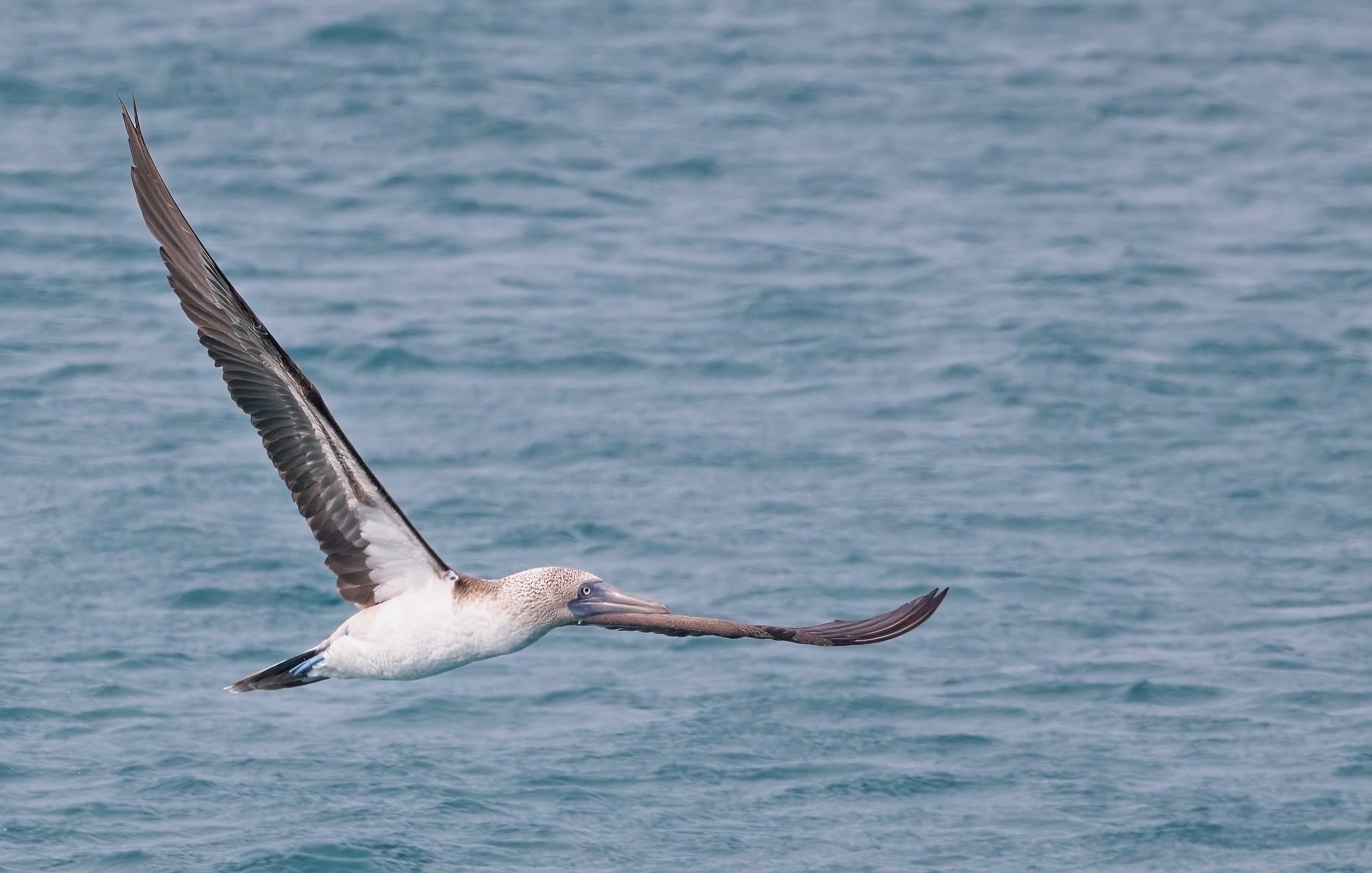 3343x2128 Blue Footed Booby Photo, Download The BEST Free Blue Footed Booby & HD Image