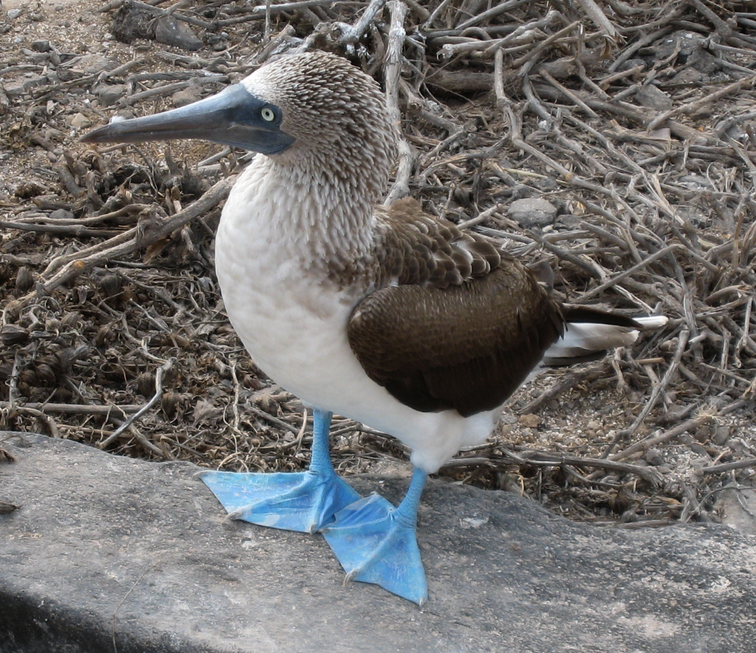 2424x2093 Blue Footed Booby Jug