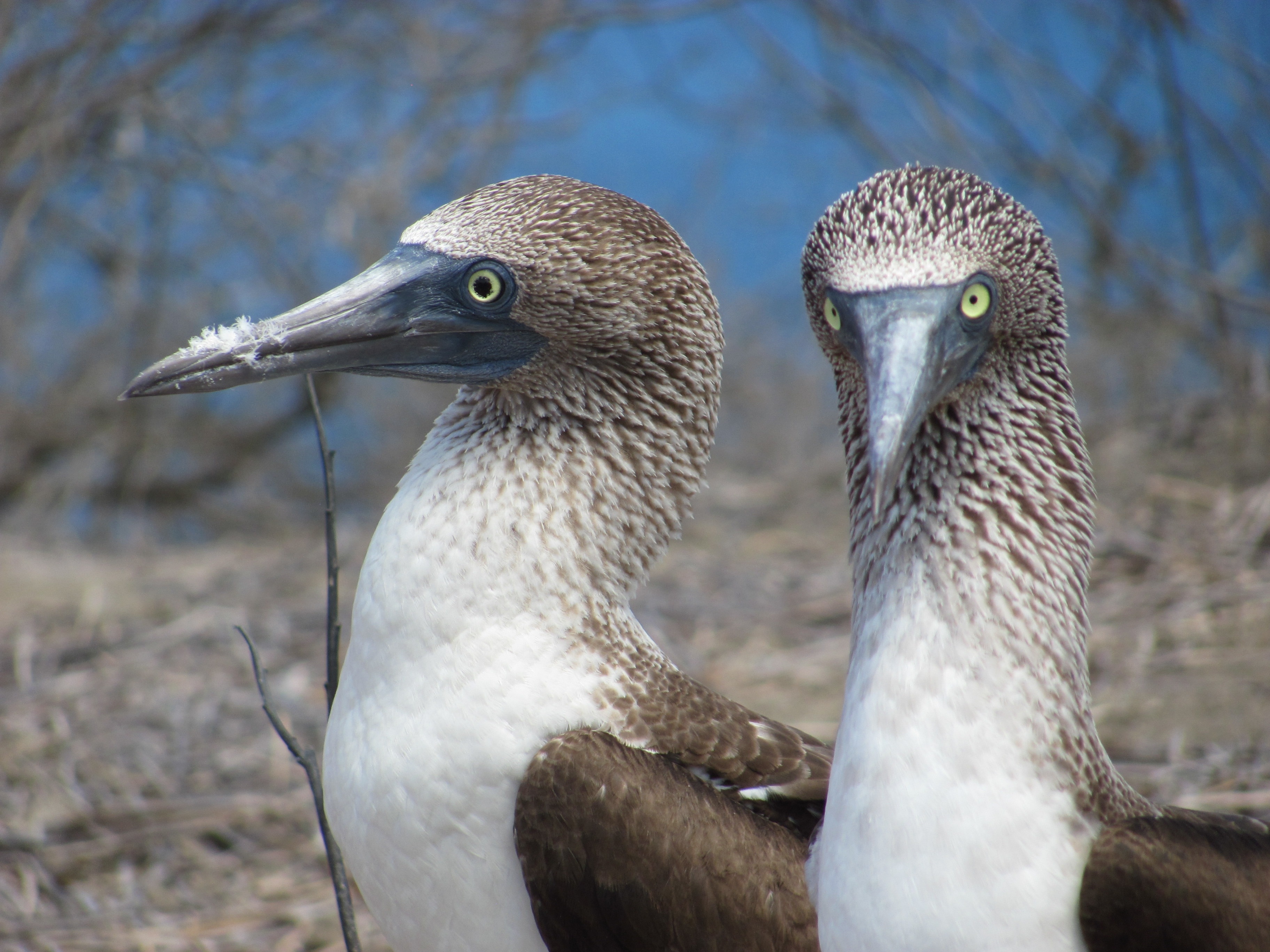 3648x2736 royalty free booby image