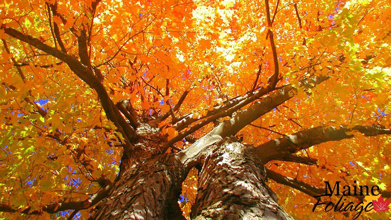 1366x768 MaineFoliage.com: Photo Gallery: Foliage Wallpaper
