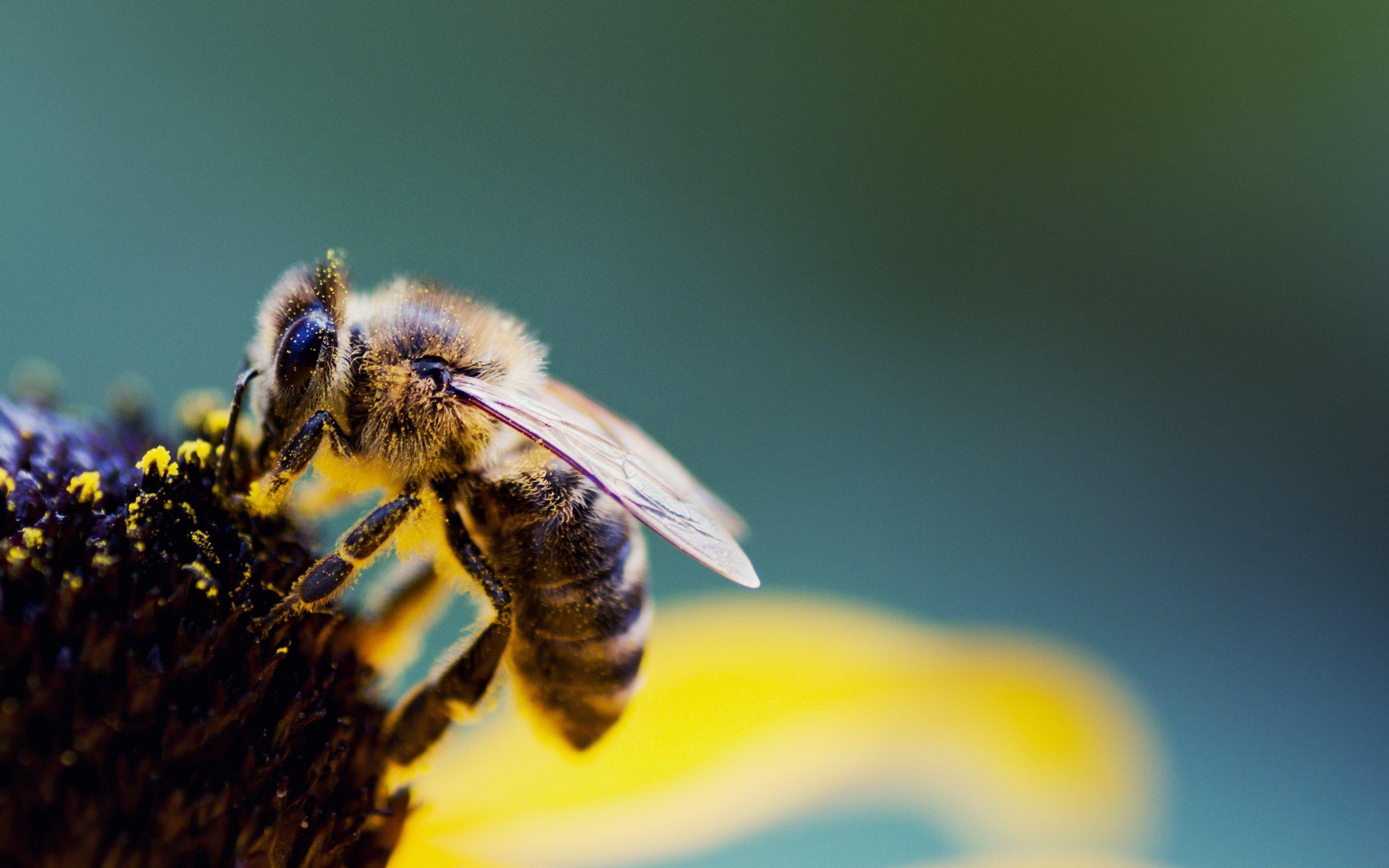 Hình nền ong chất lượng 2560x1600 (Well Ross 2560x1600).  Động vật, Cánh ong, Ong
