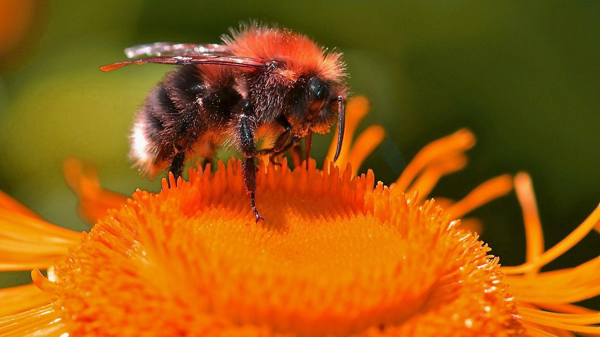 Cute Bee Desktop Wallpapers - Top Free Cute Bee Desktop Backgrounds ...