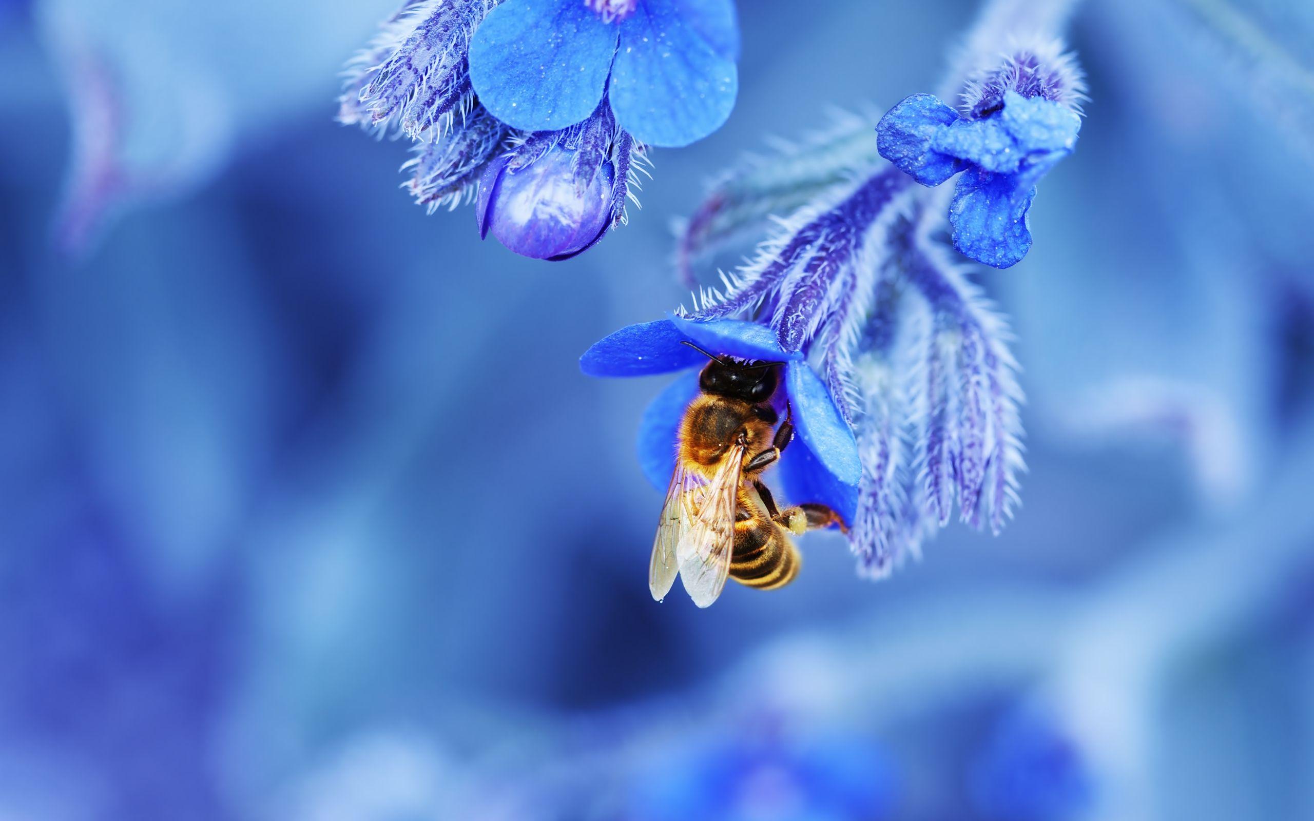 Cute Bee Desktop Wallpapers - Top Free Cute Bee Desktop Backgrounds