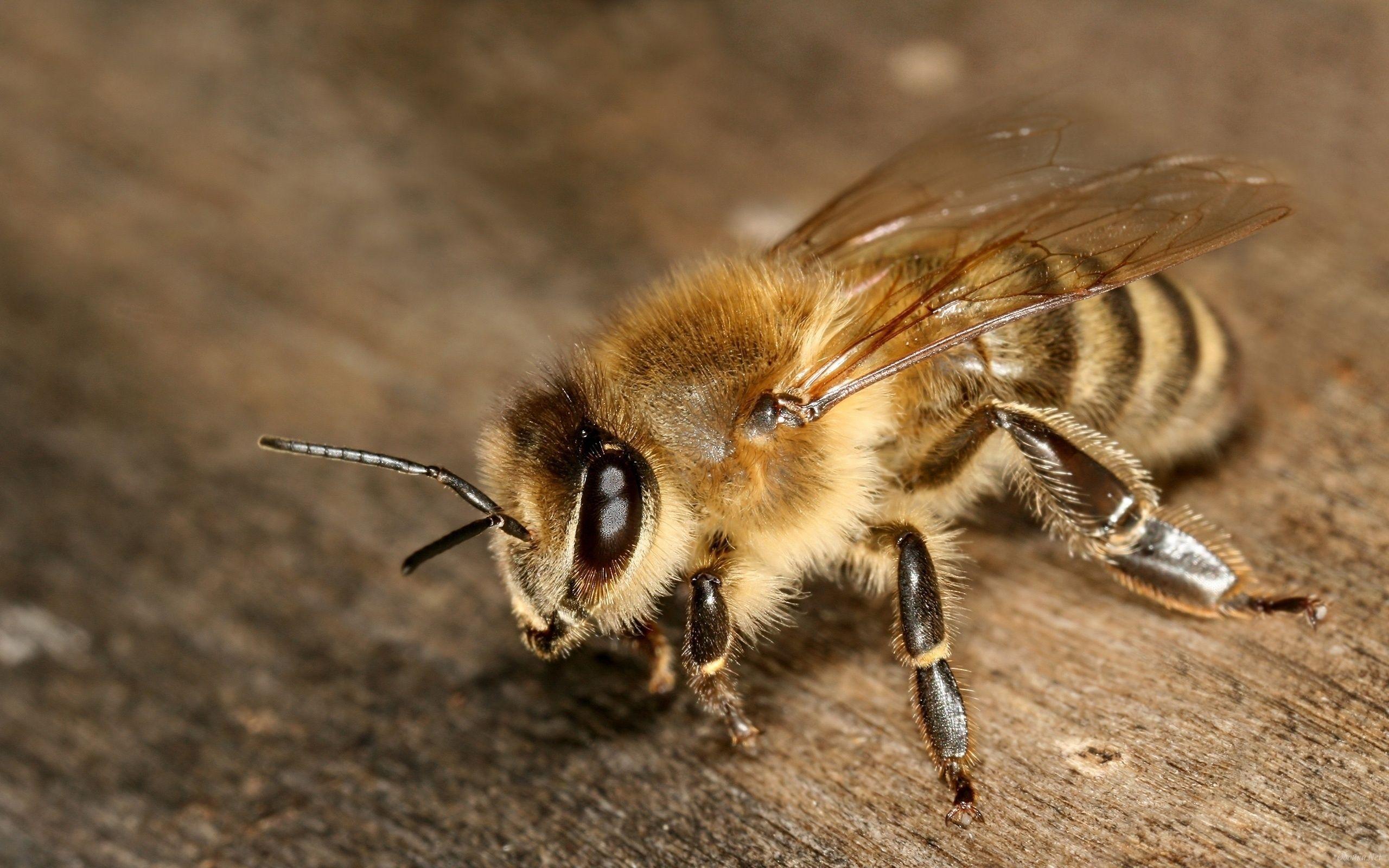 2560x1600 Bee HD Wallpaper