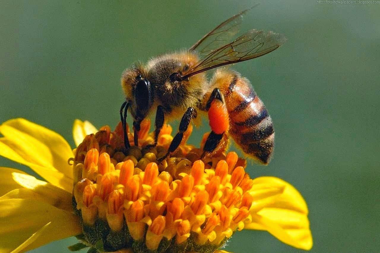 1280x853 Honeybee Wallpaper. Honeybee Wallpaper
