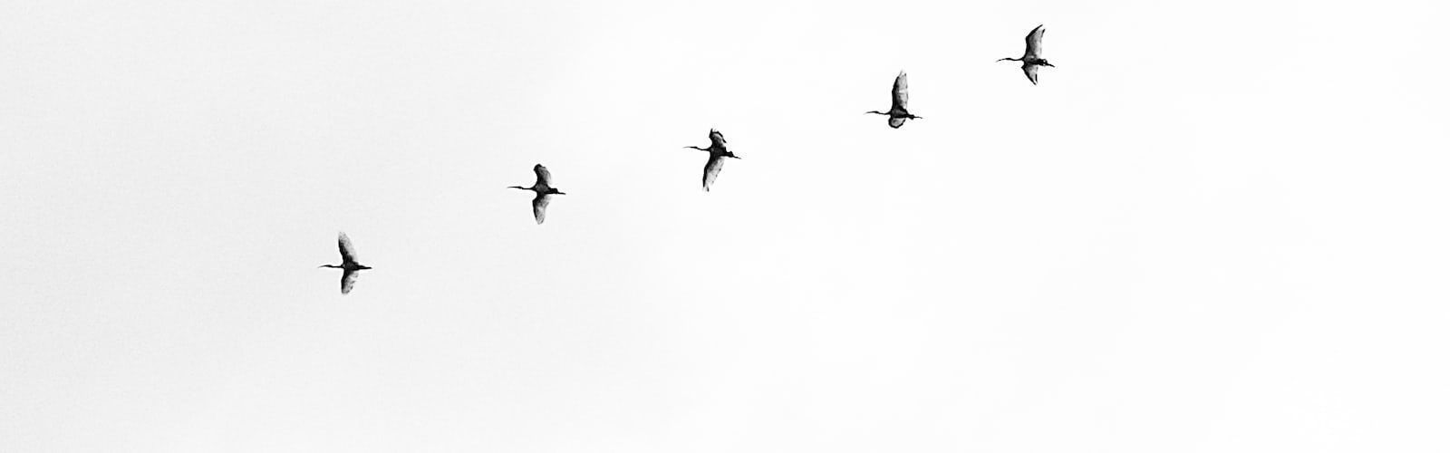 1600x500 minimalist aesthetic. best free aesthetic, minimalist, background and white photo