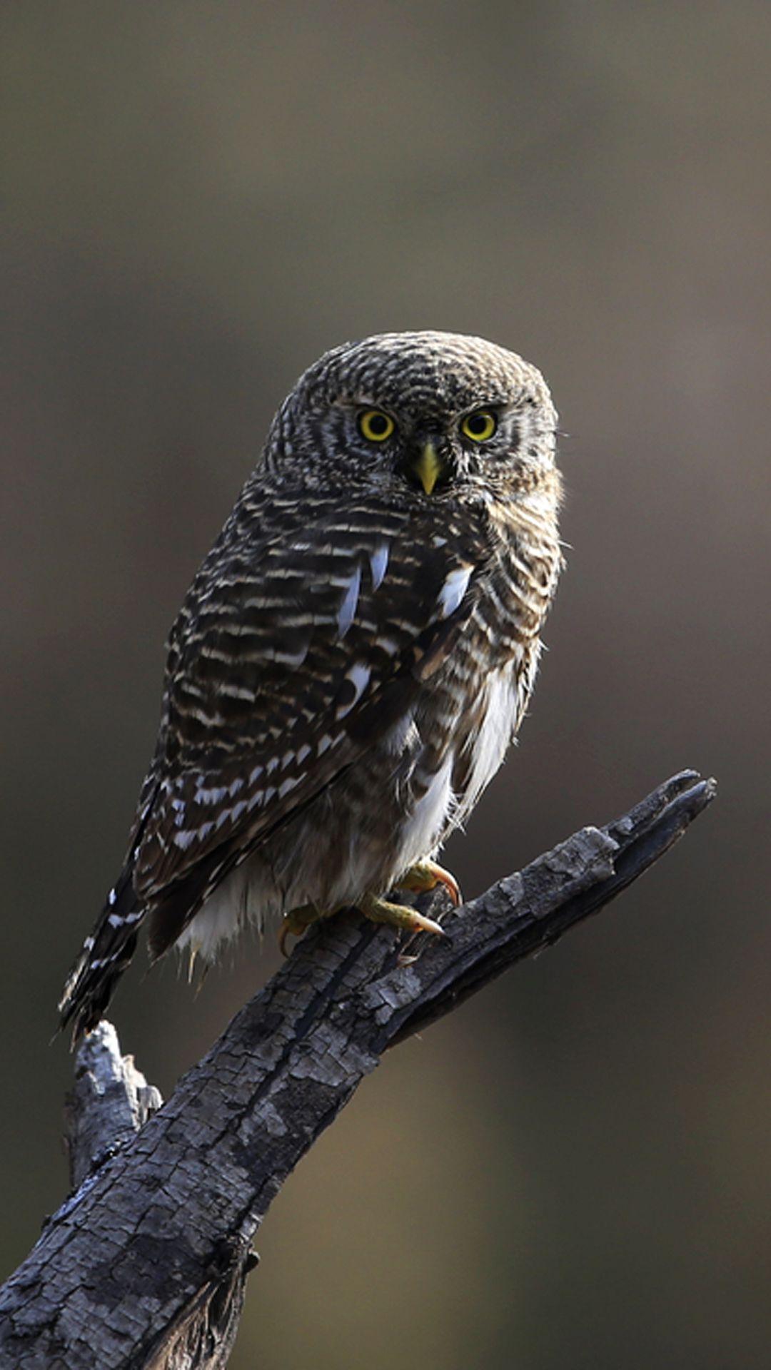 1080x1920 Interesting Young Owl for iPhone