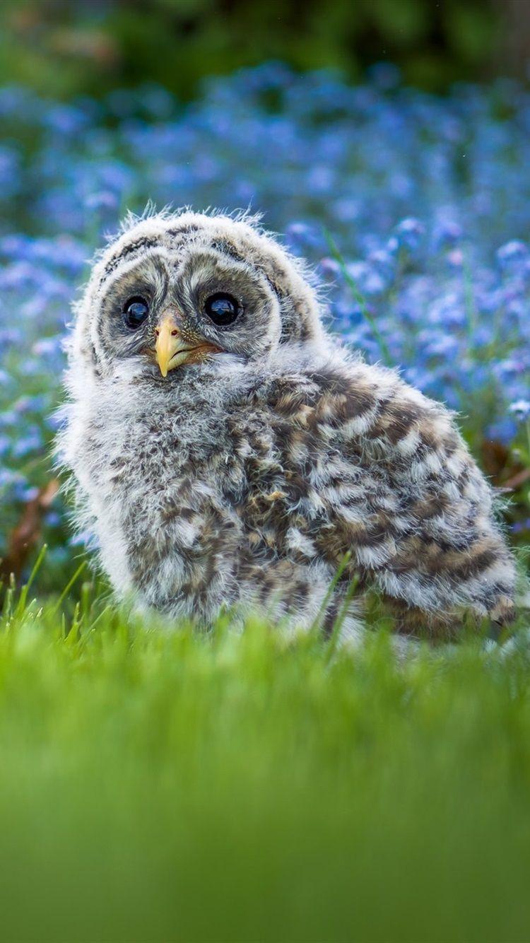 750x1334 Wallpaper Furry little owl baby, grass, blue flowers background