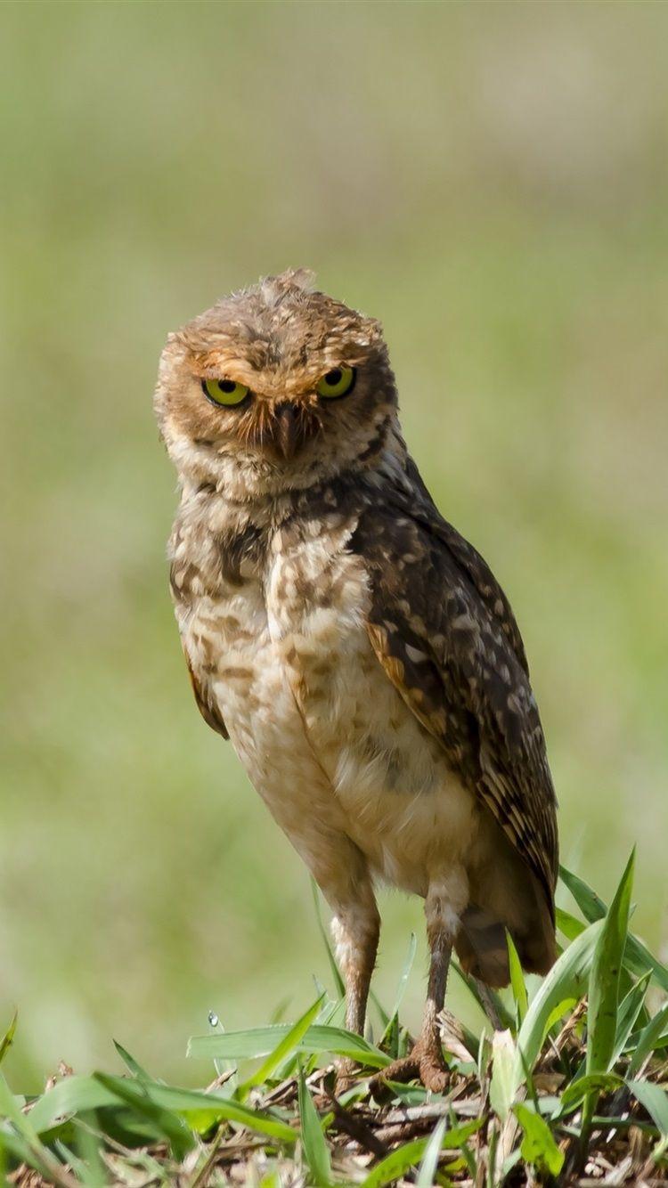 750x1334 Little Owl Standing On Ground 750x1334 IPhone 8 7 6 6S Wallpaper