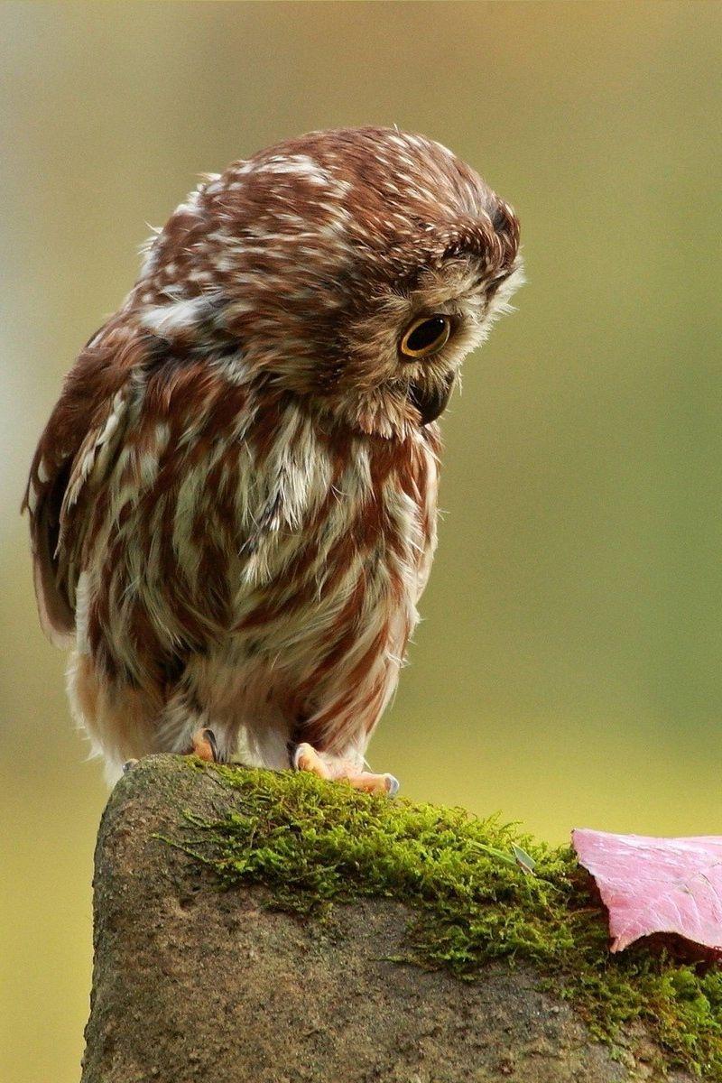 800x1200 Download wallpaper 800x1200 owl, little, species, leaf, autumn