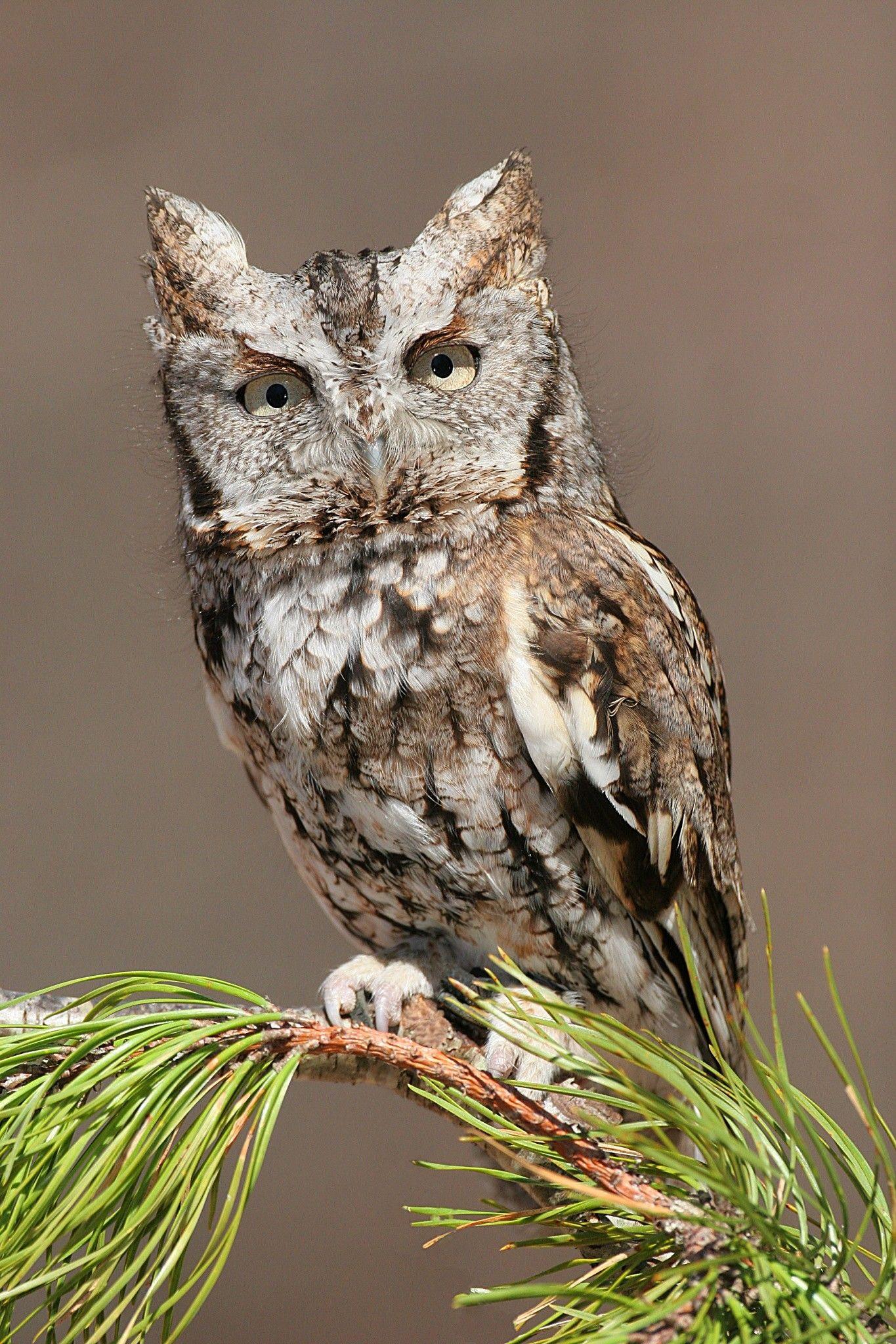 1365x2048 Little Owl Wallpaper Elegant Ibabygirl This is An iPhone Wallpaper
